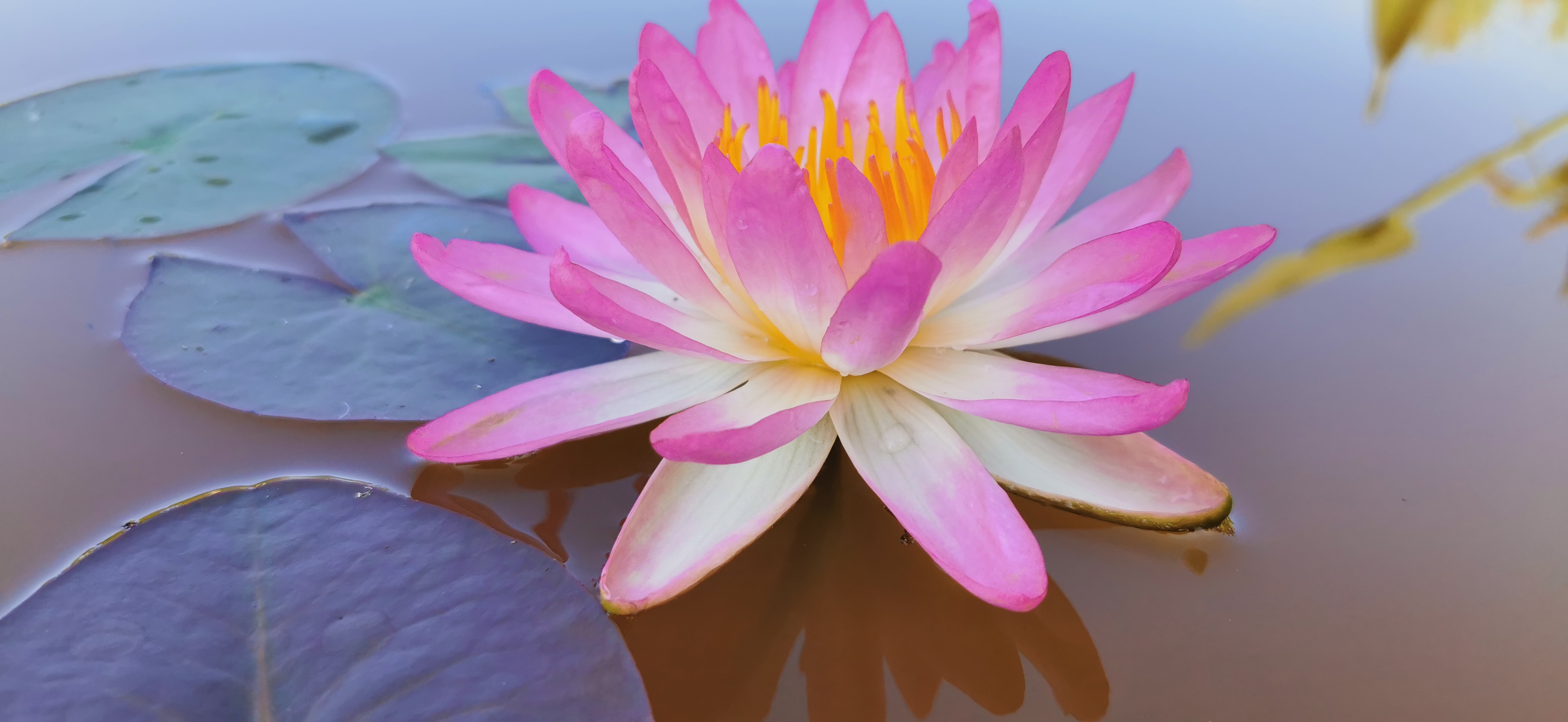 Vandens lelija "Pink Explosion"