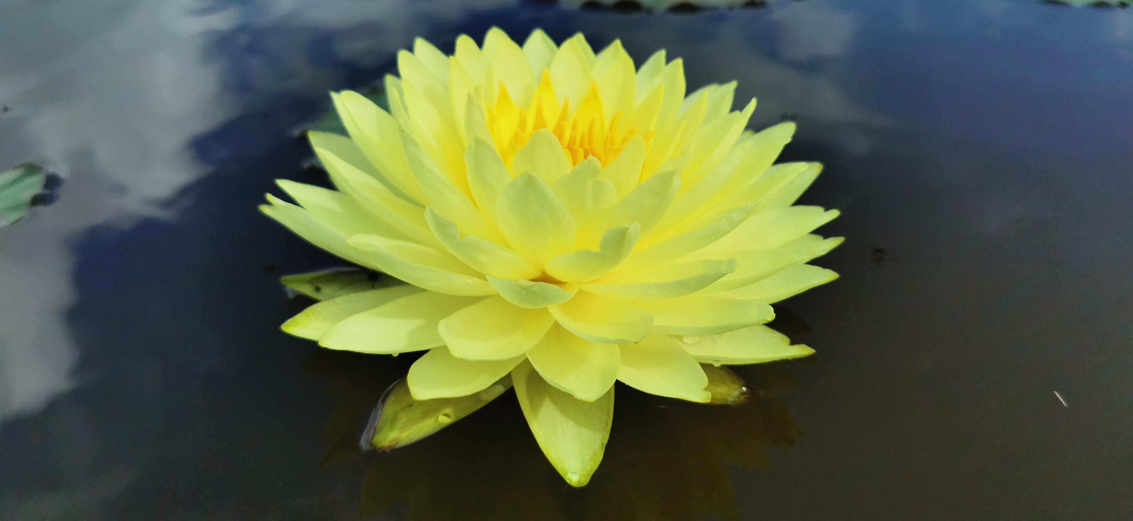 Vandens lelija "Puttaraksa"