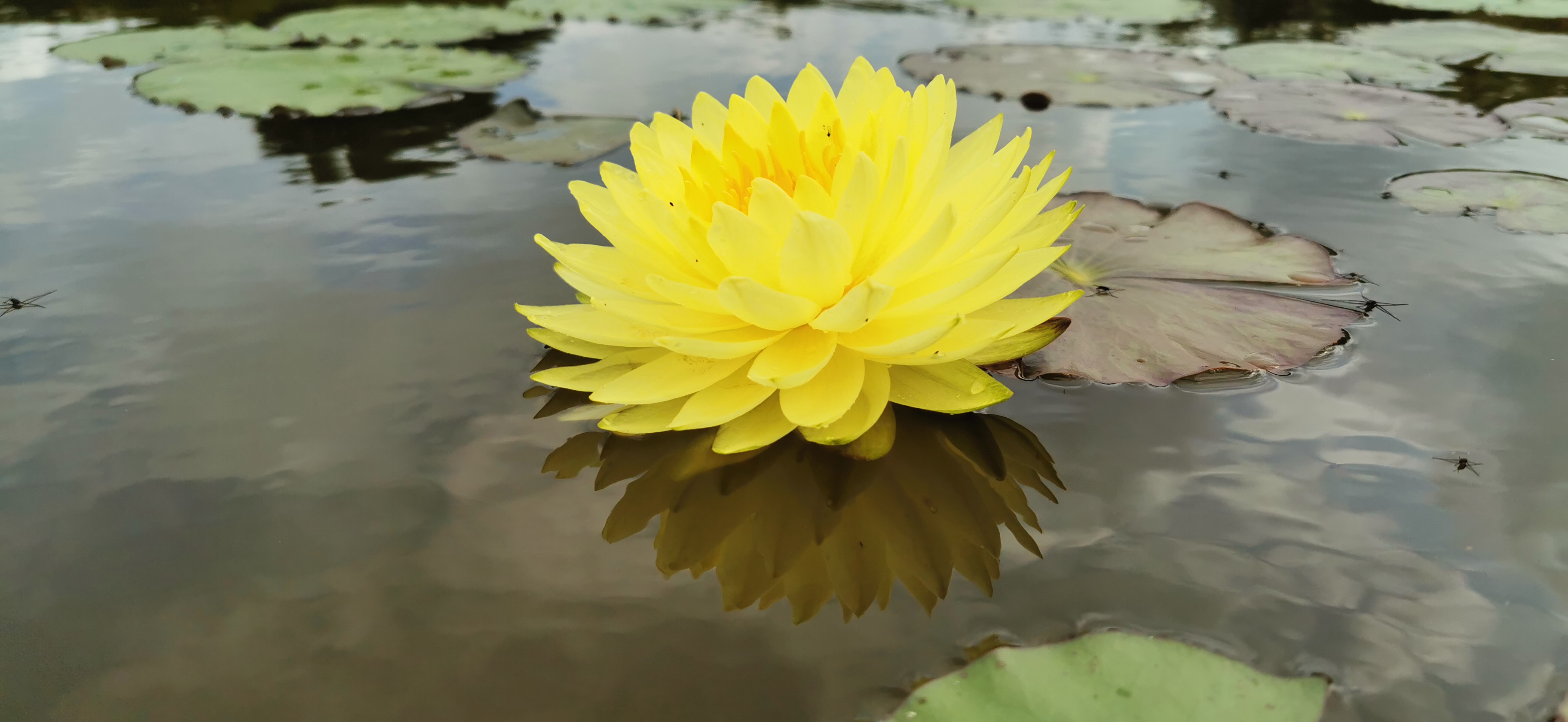 Vandens lelija "Puttaraksa"