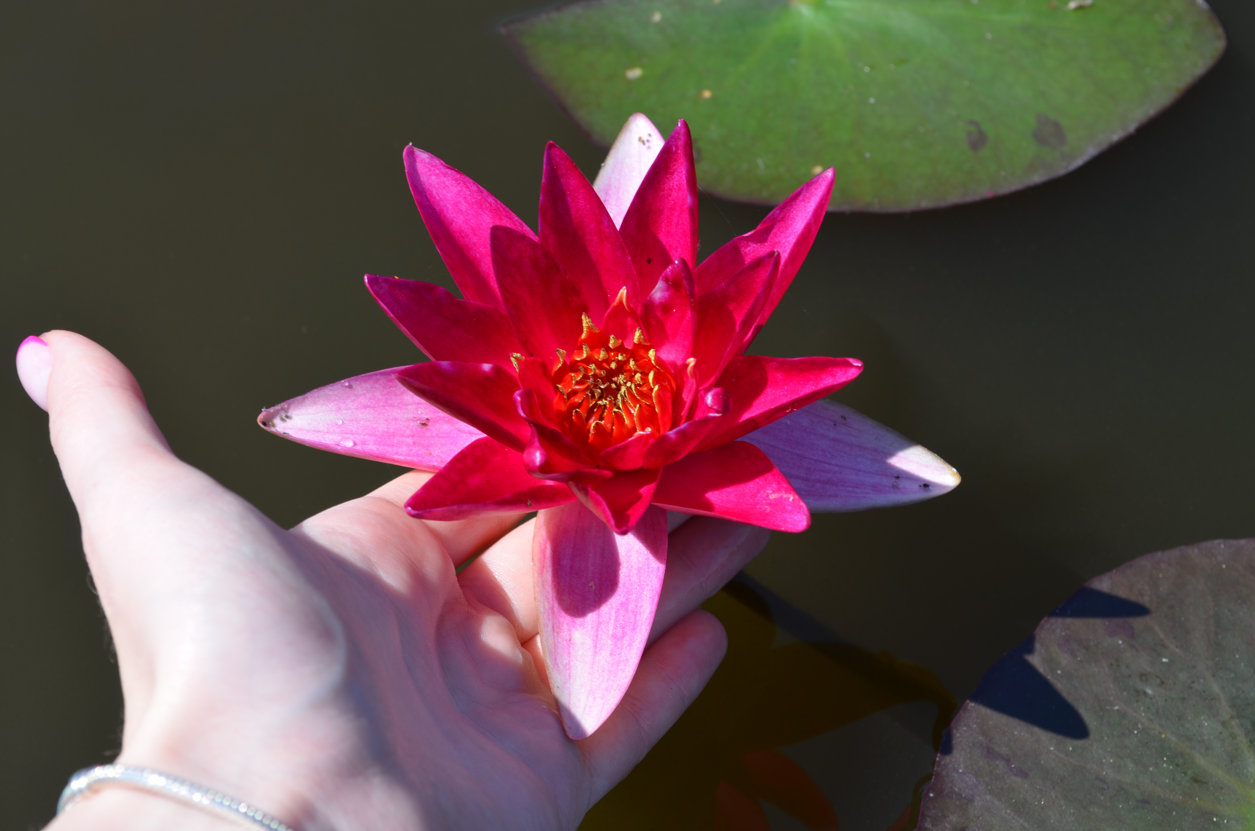 Vandens mini lelija "Pygmaea Rubra"