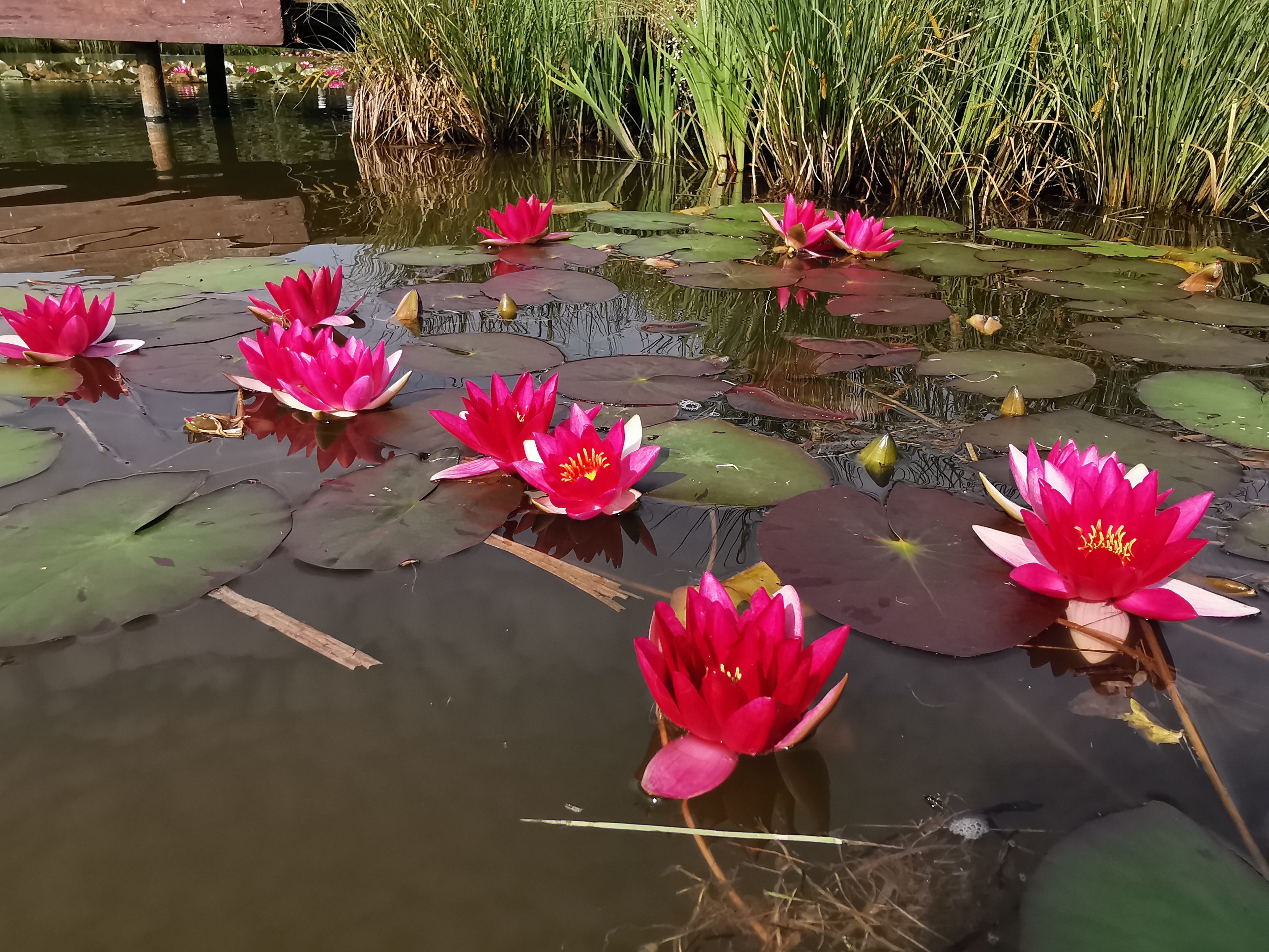 Vandens mini lelija "Pygmaea Rubra"