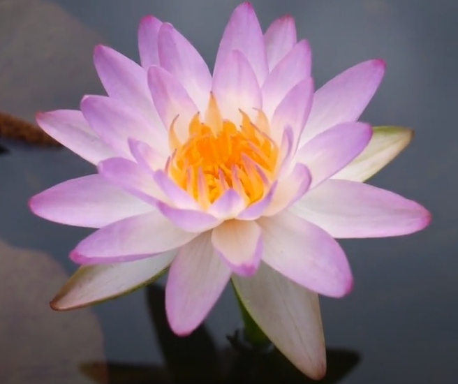 Vandens lelija "Siam Purple"