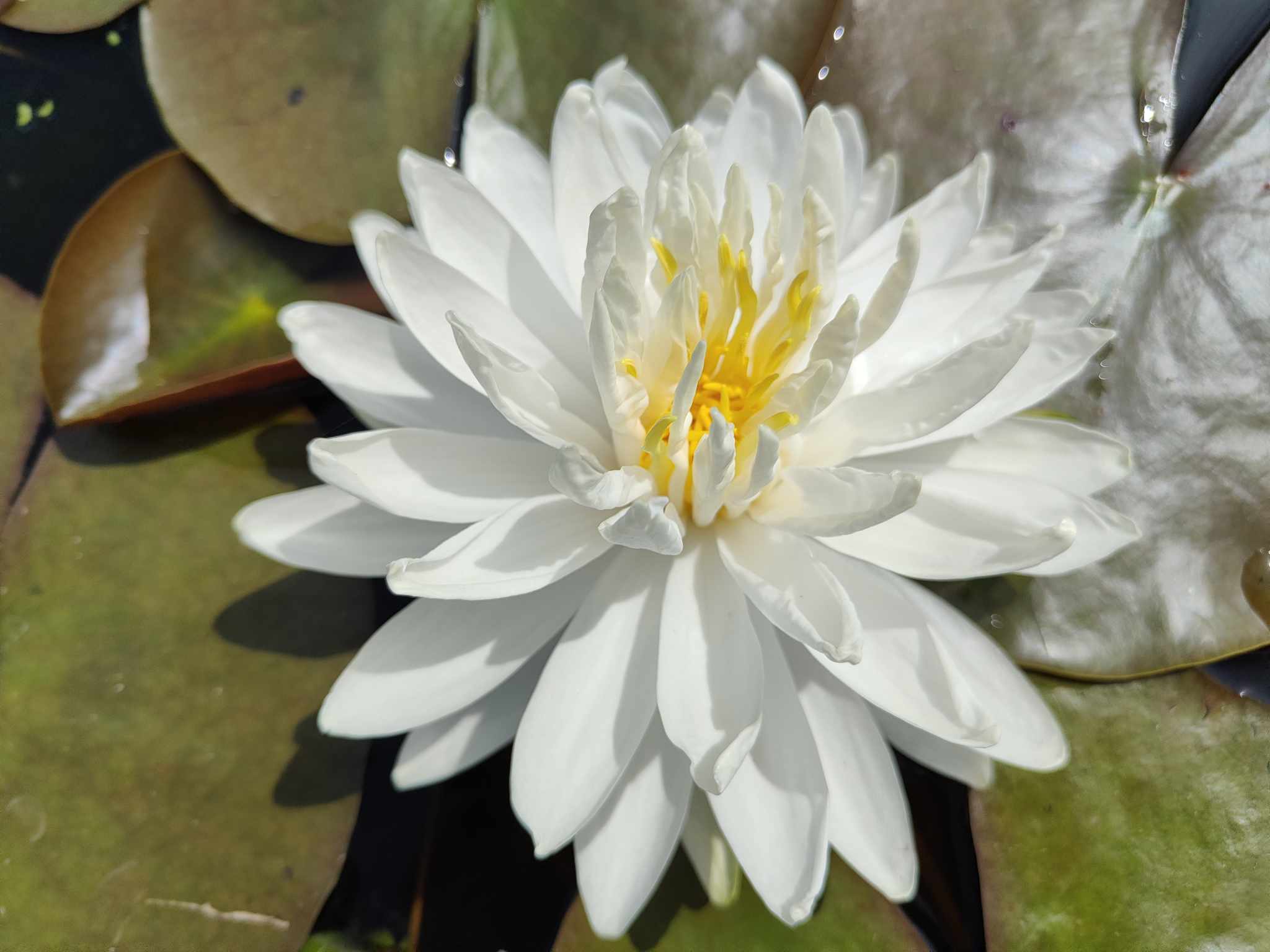 Vandens lelija "Snowflake"