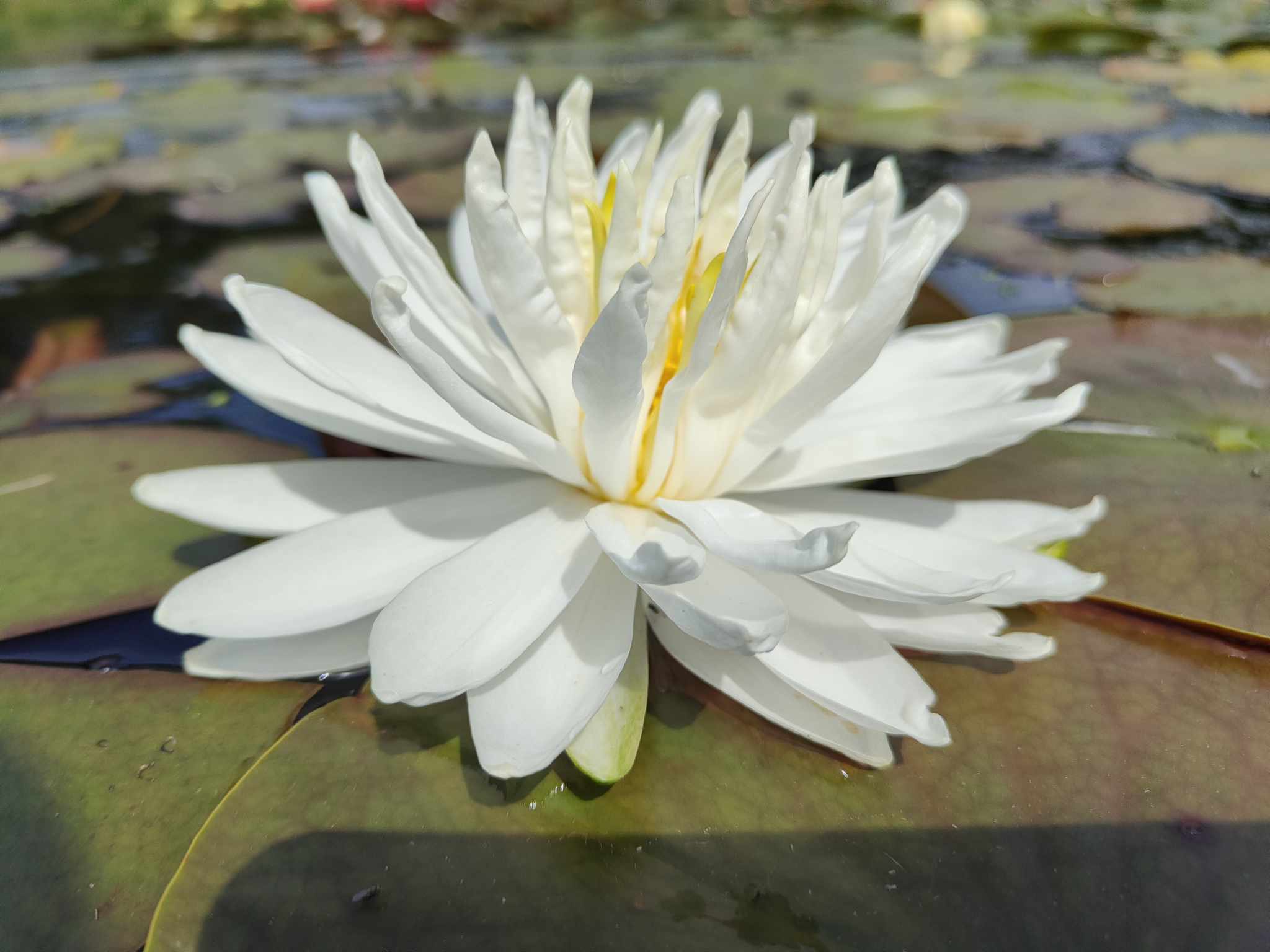 Vandens lelija "Snowflake"