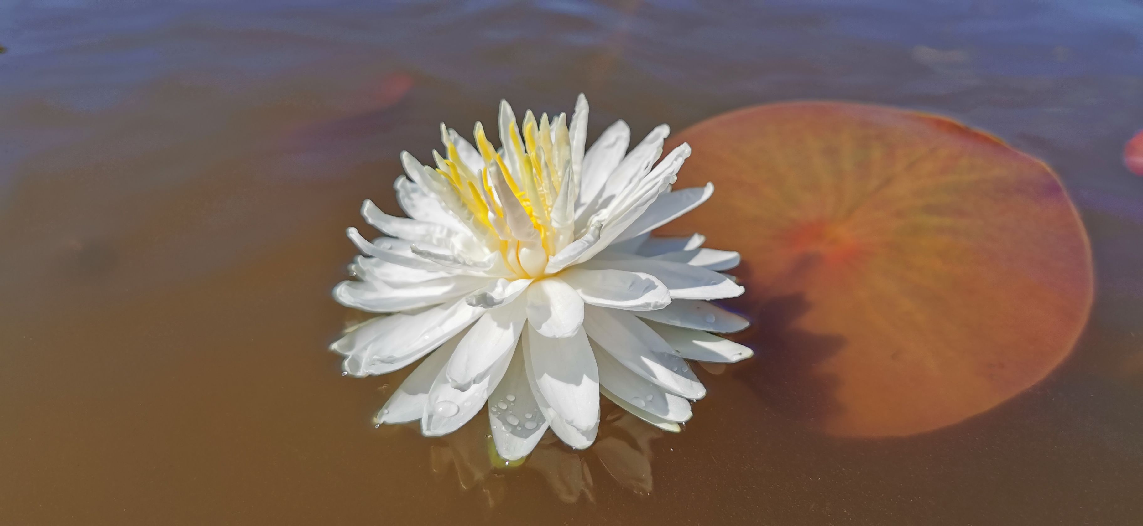 Vandens lelija "Snowflake"