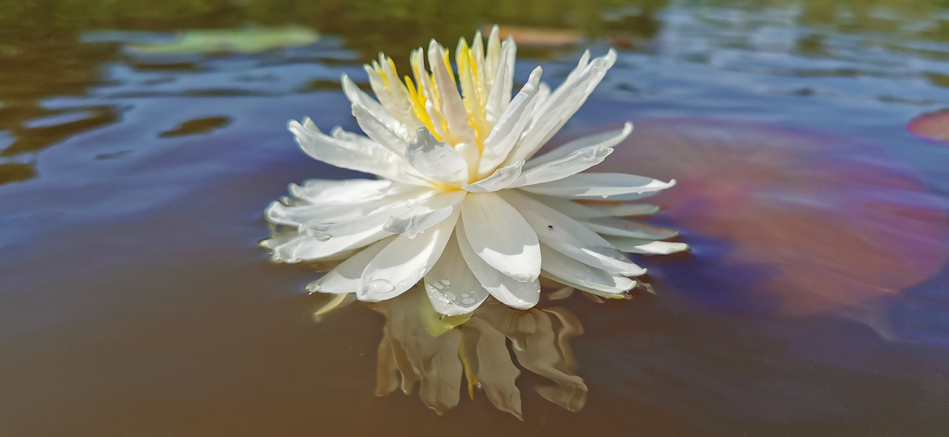 Vandens lelija "Snowflake"