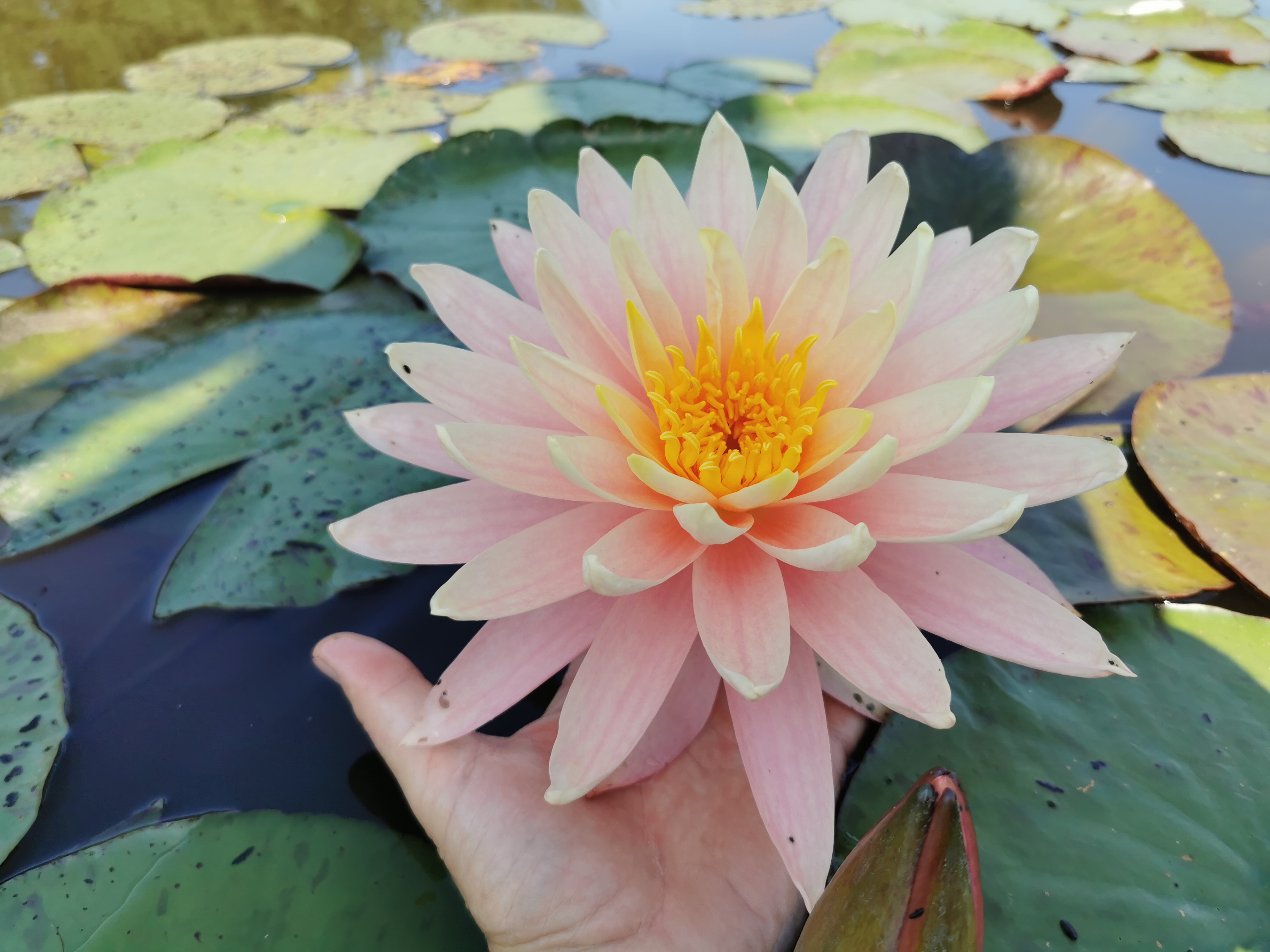 Vandens lelija "Sunny pink"