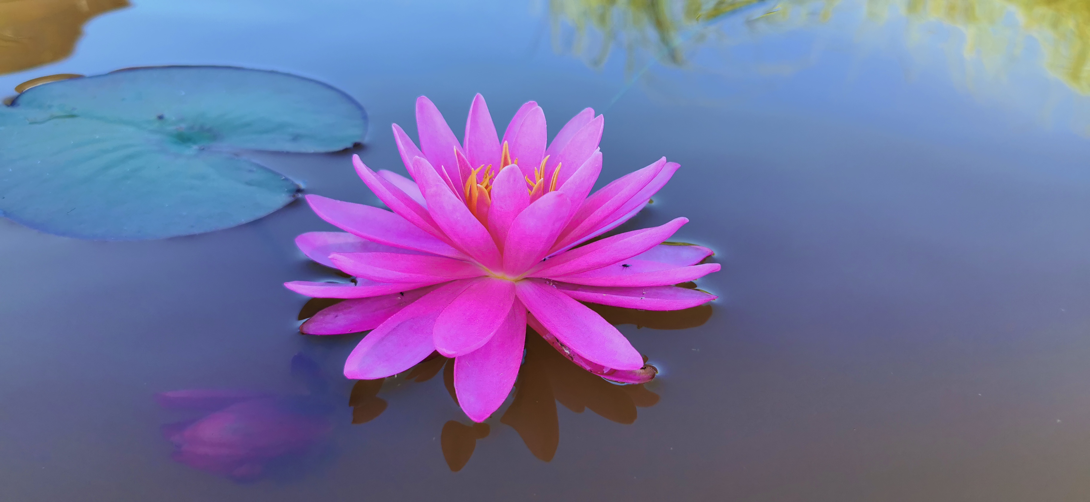 Vandens lelija "Than Kwan"