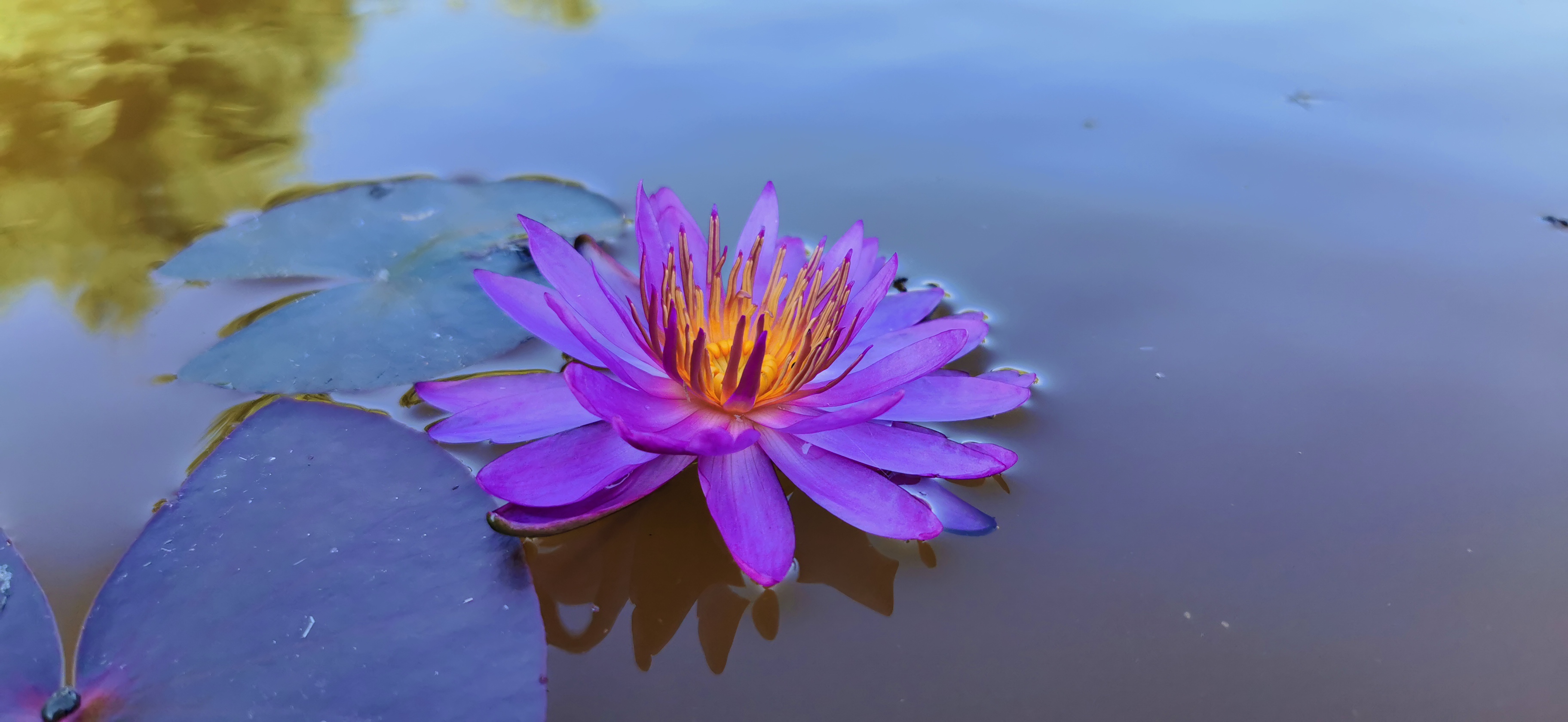 Vandens lelija "Violicious"