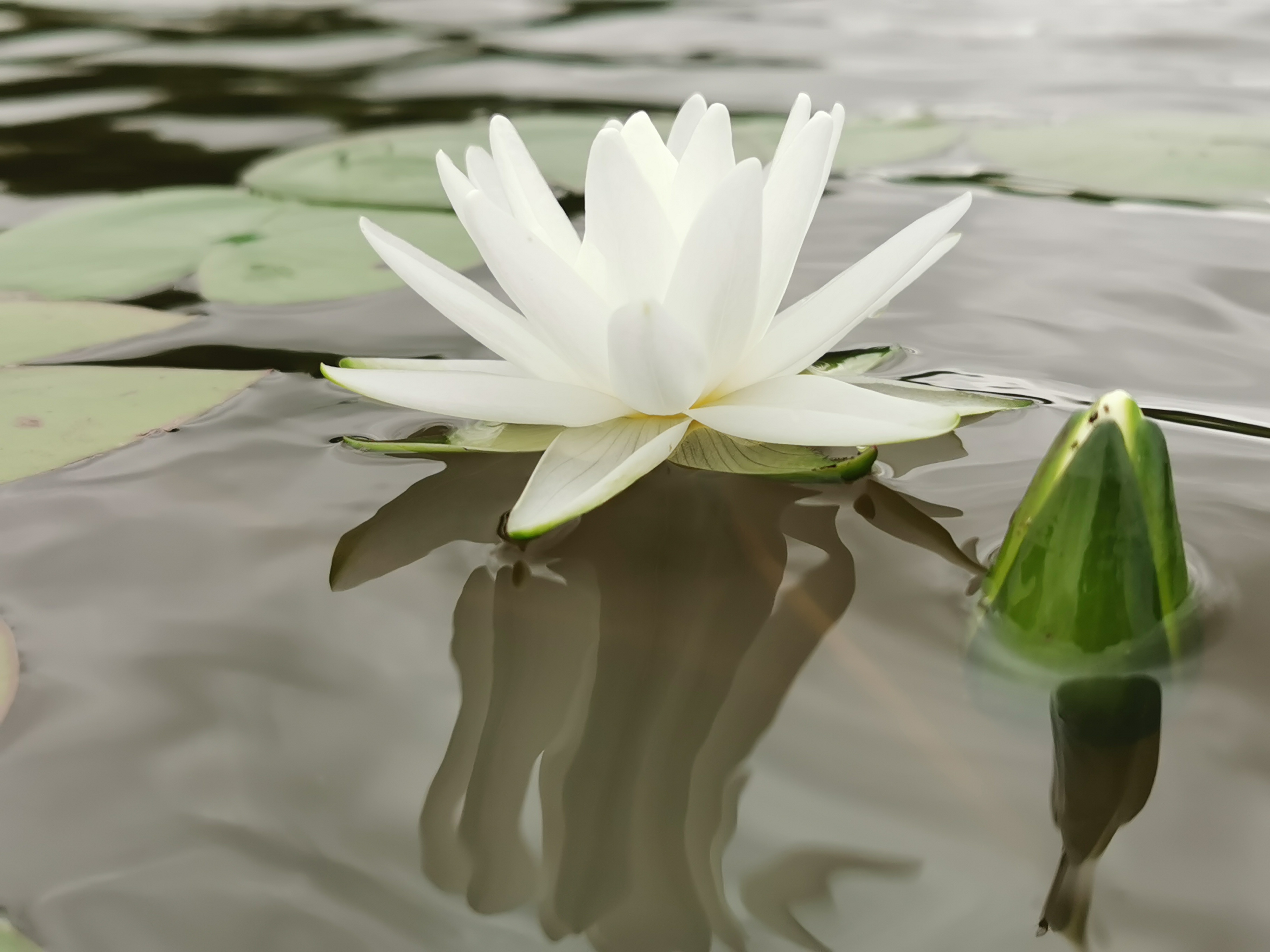 Vandens lelija "Virginalis"