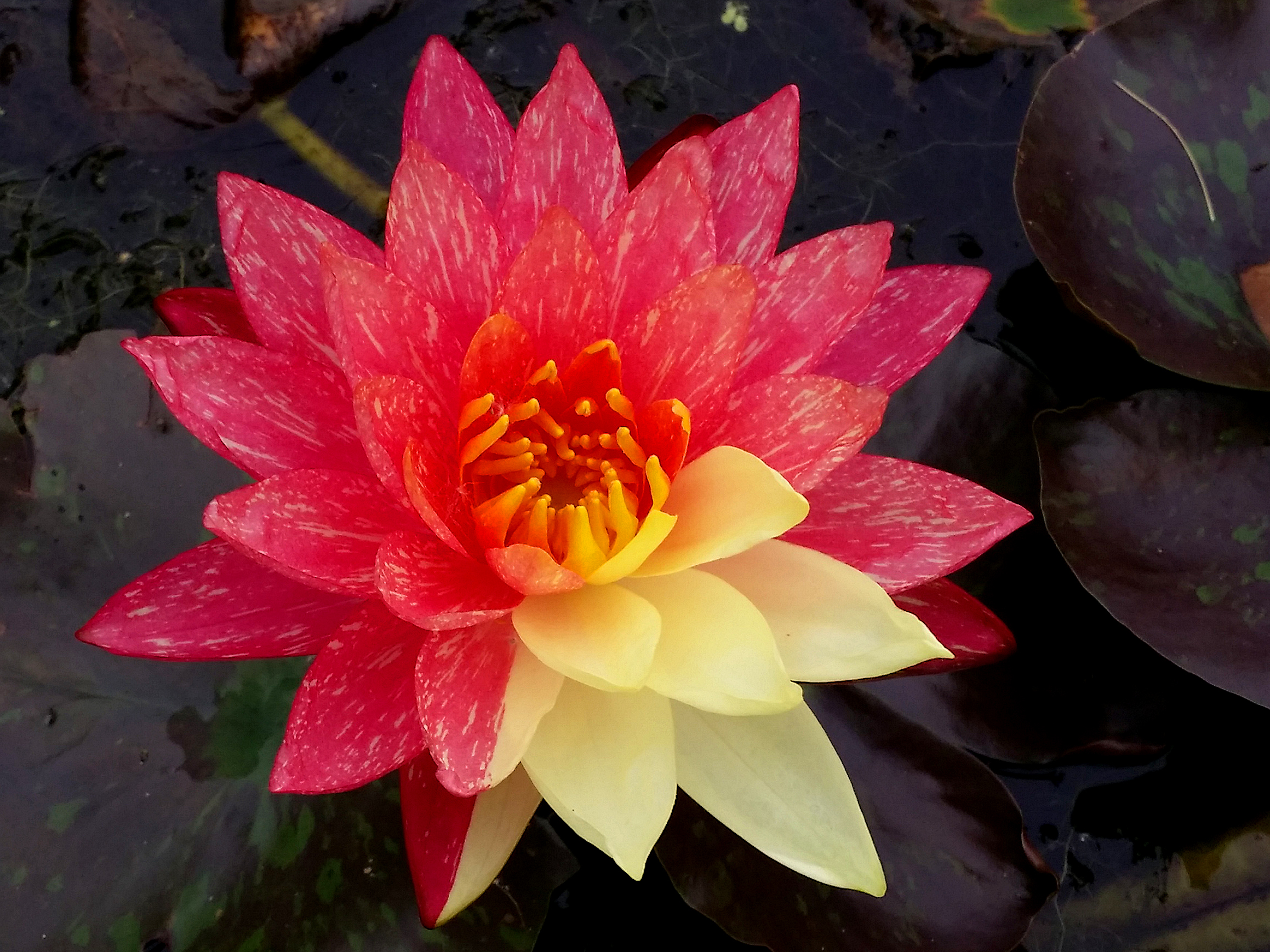 Vandens lelija "Wanvisa"