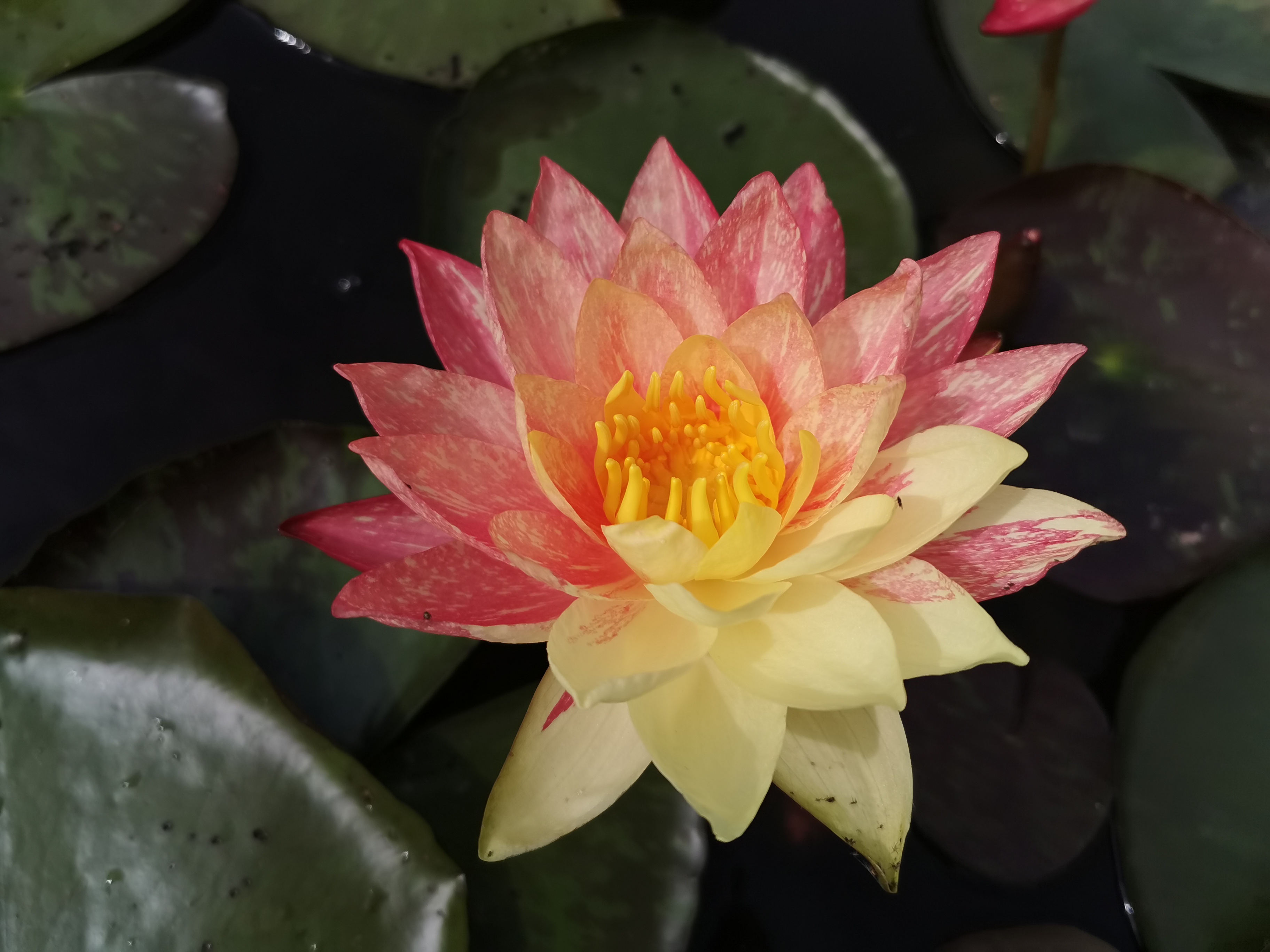 Vandens lelija "Wanvisa"