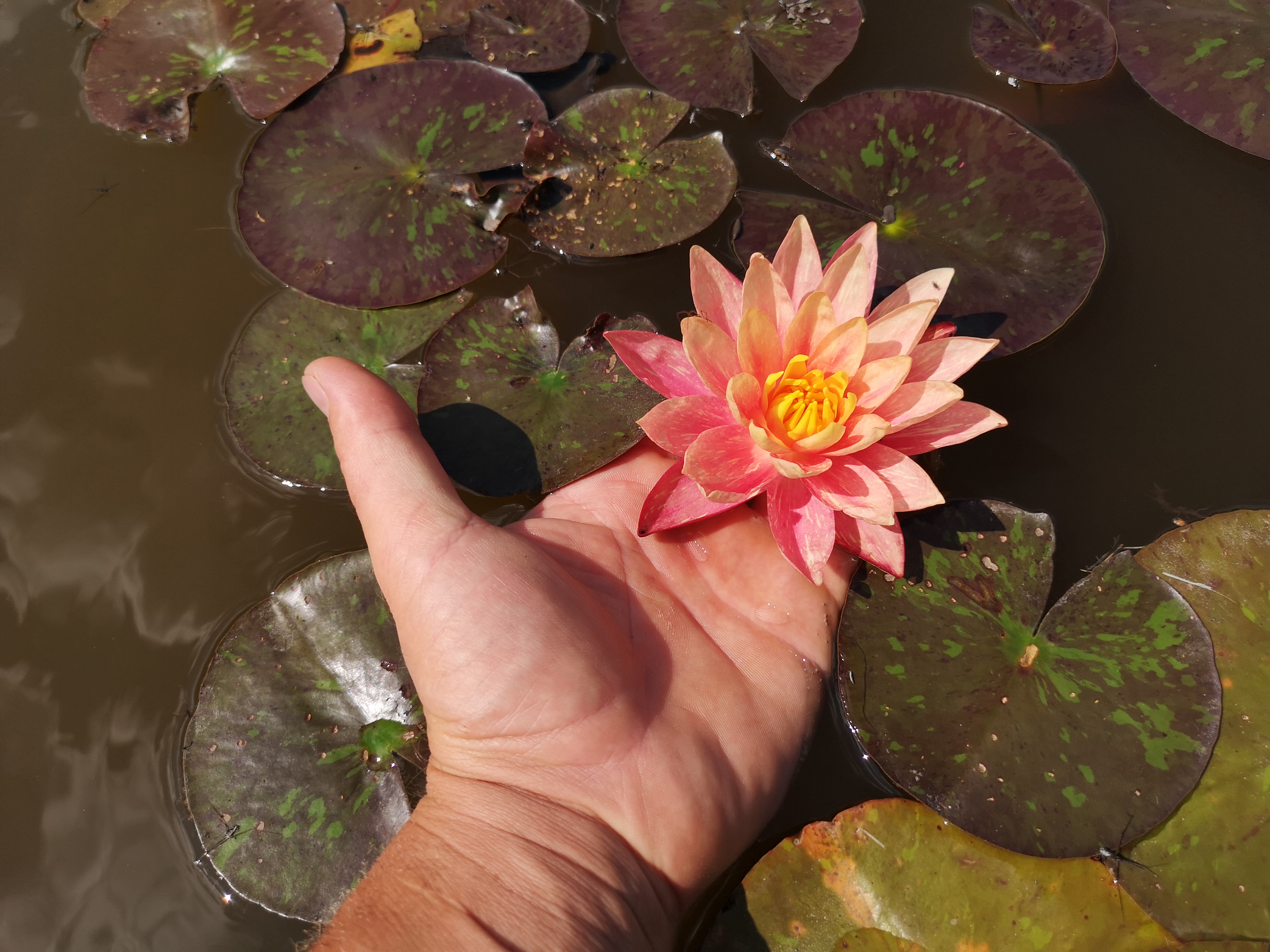 Vandens lelija "Wanvisa"