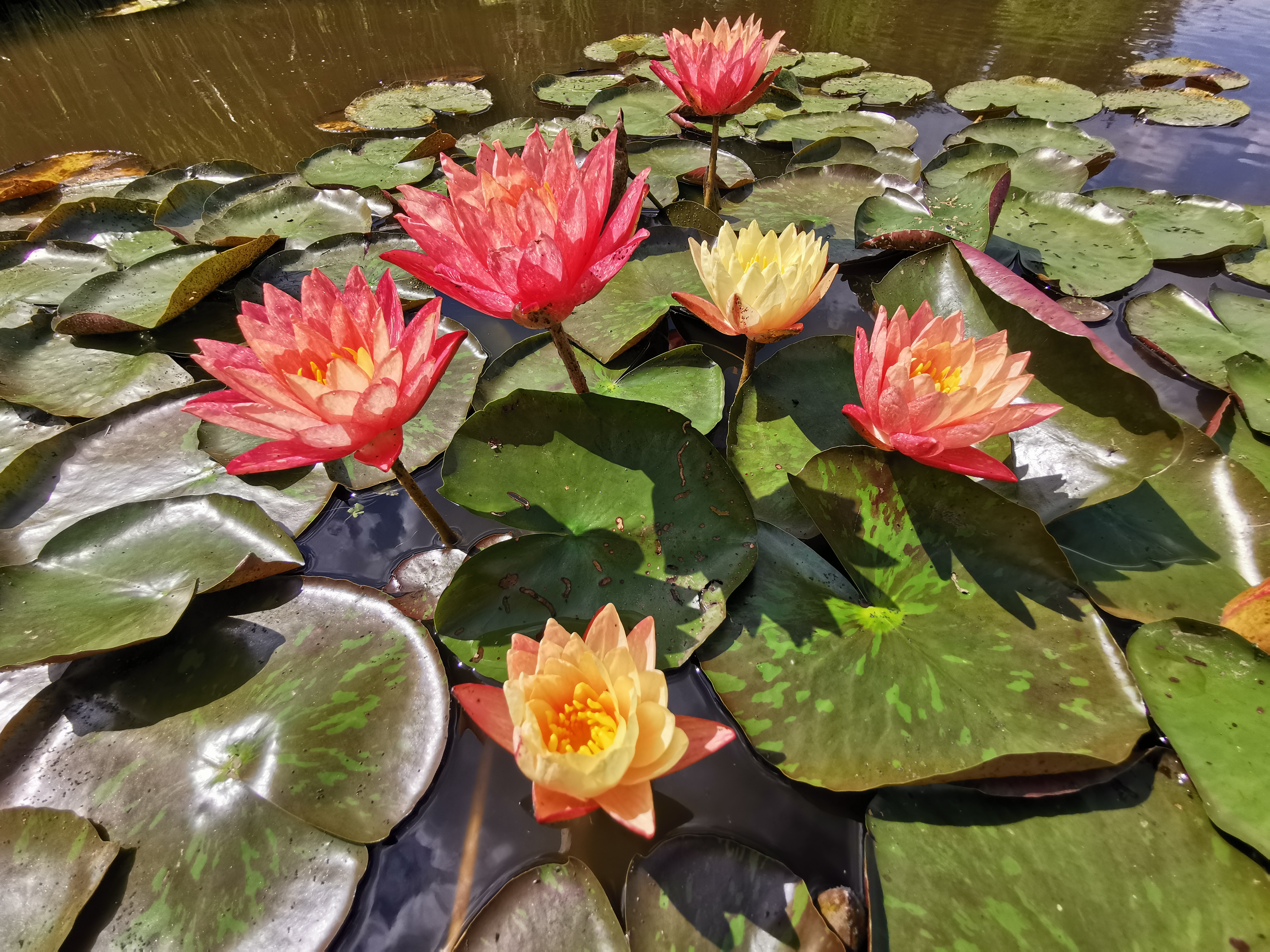 Vandens lelija "Wanvisa"