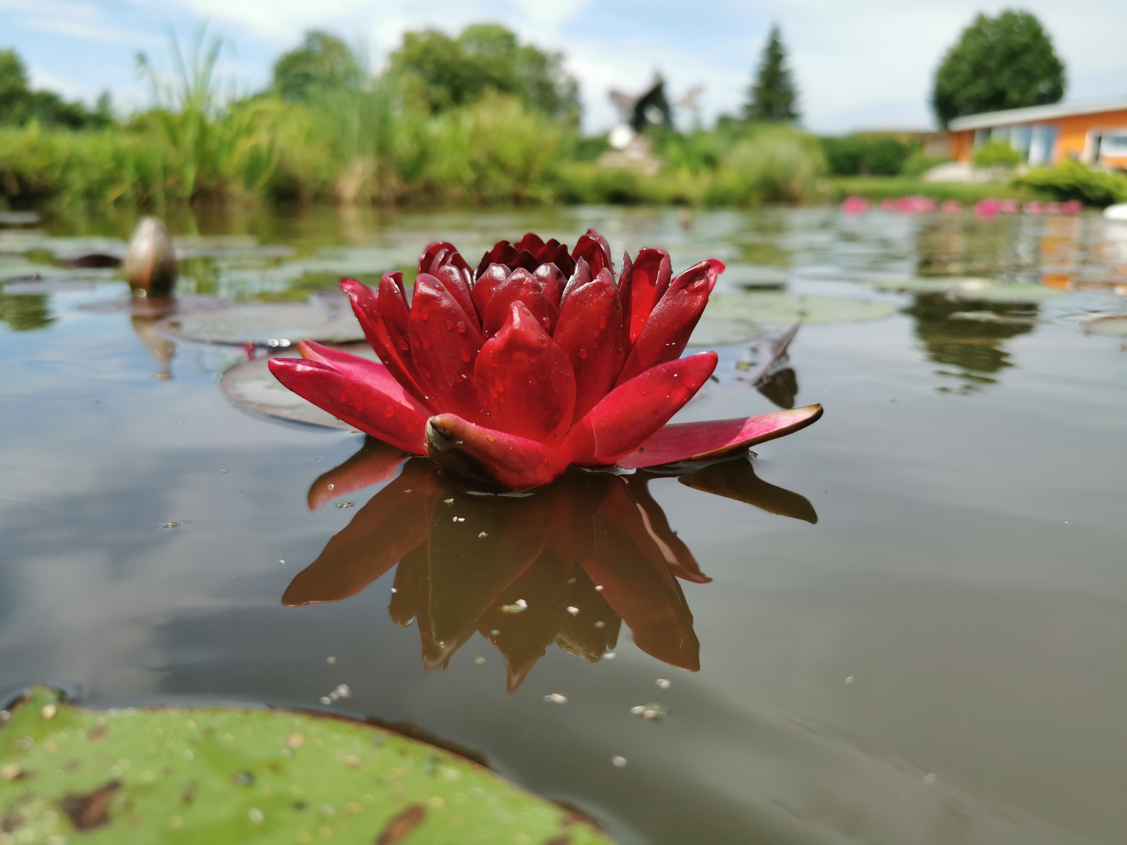Vandens lelija "Black Princess"