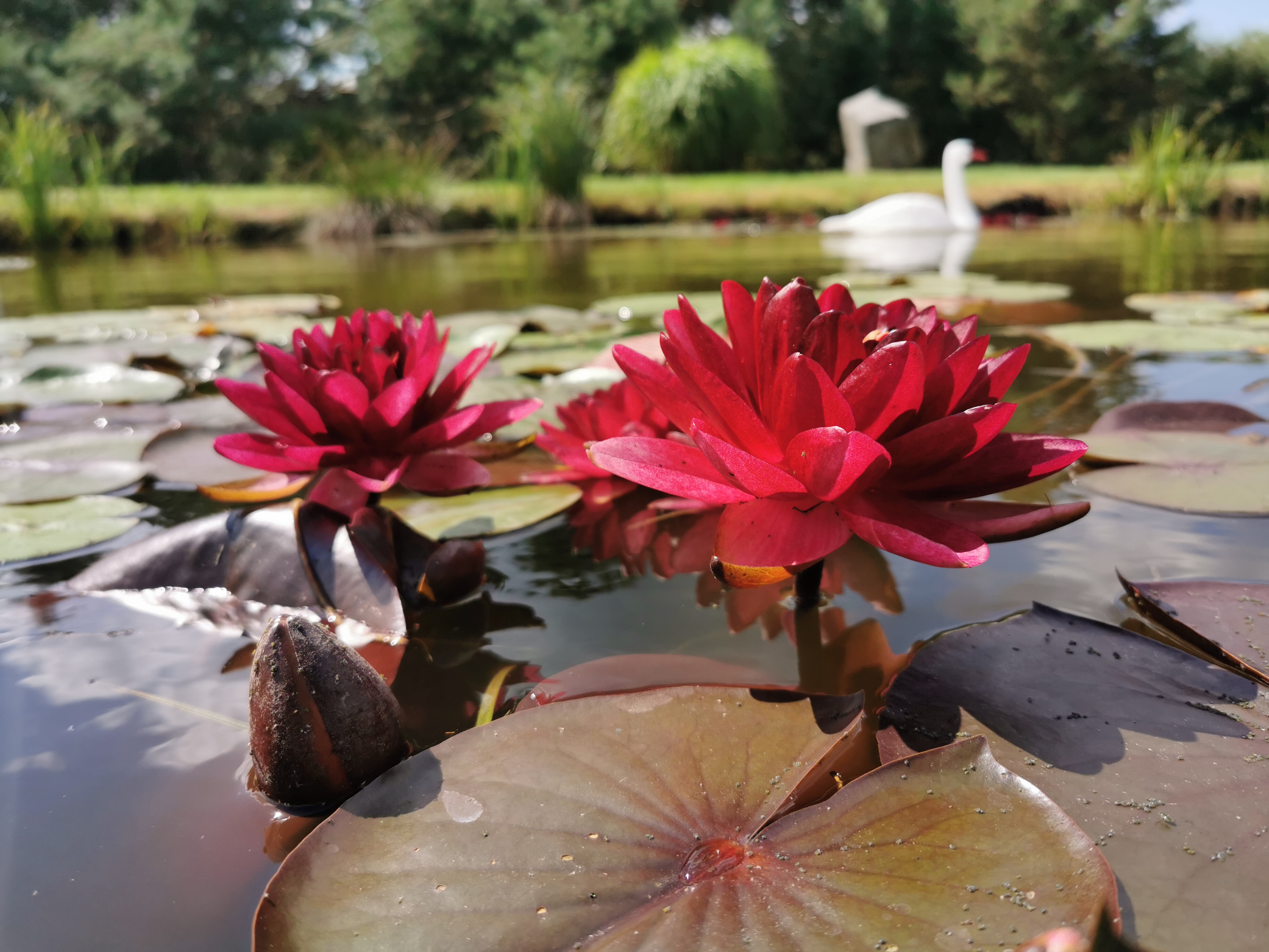 Vandens lelija "Black Princess"