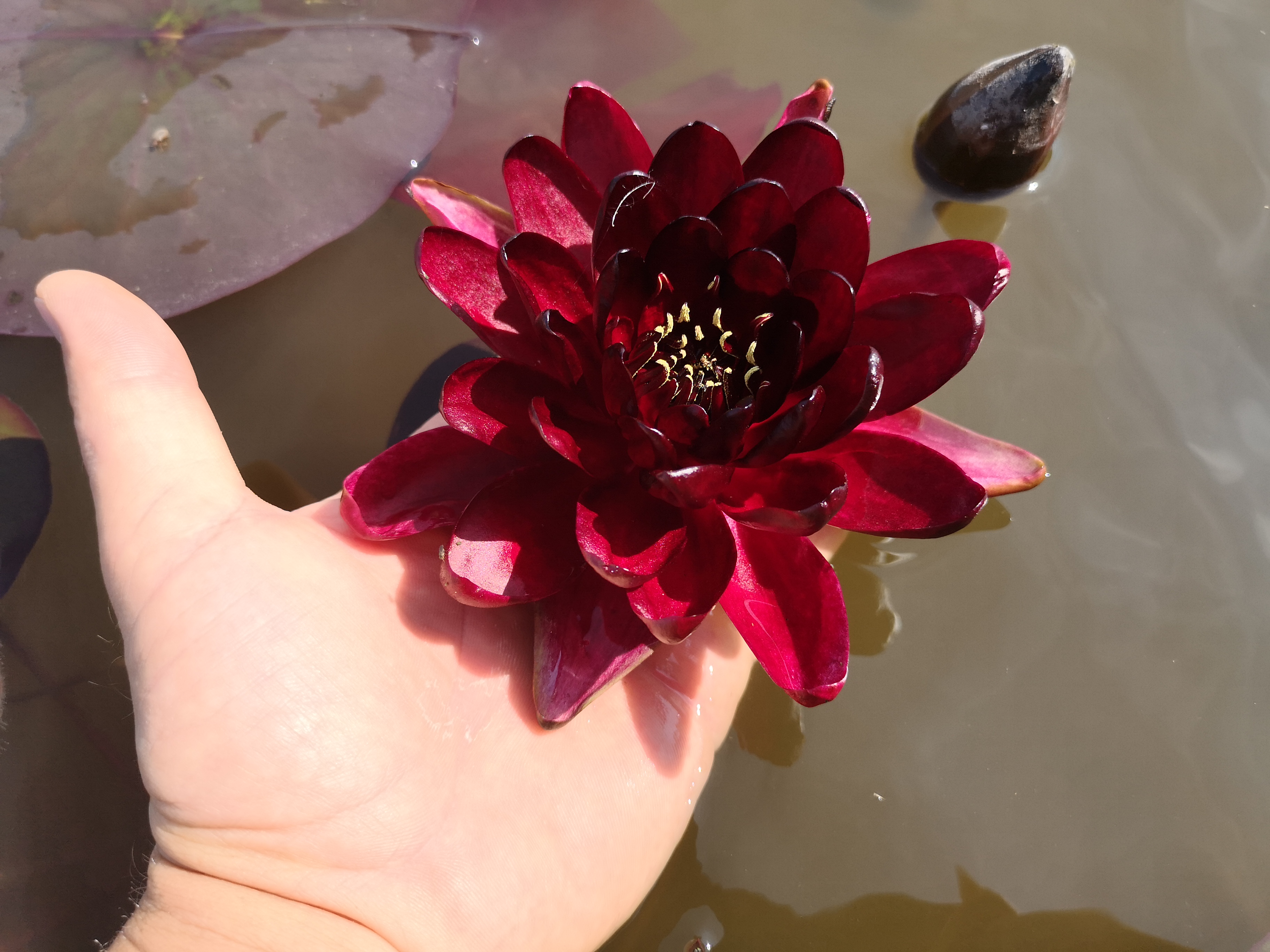 Vandens lelija "Black Princess"