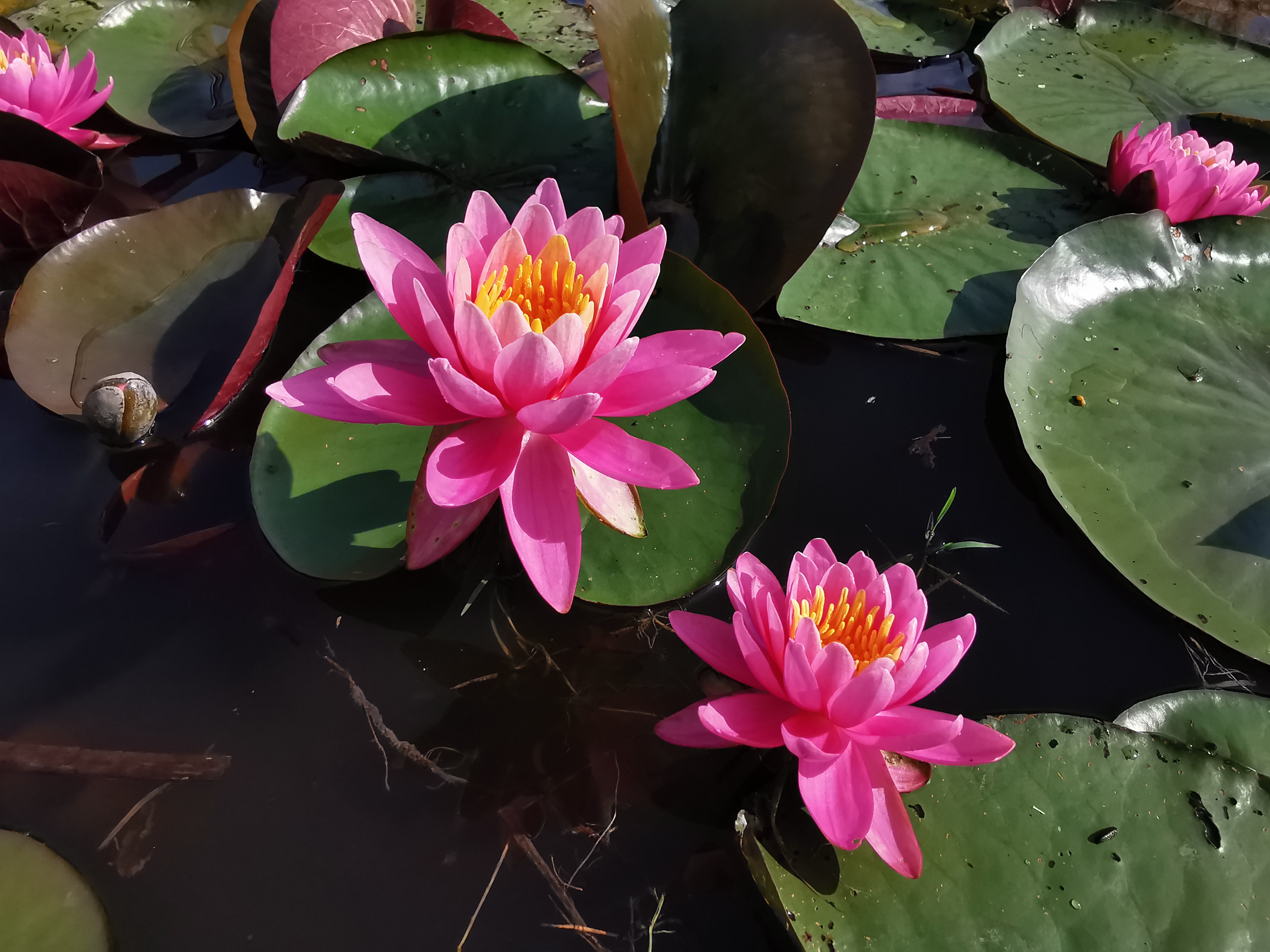 Vandens lelija "Nigel"