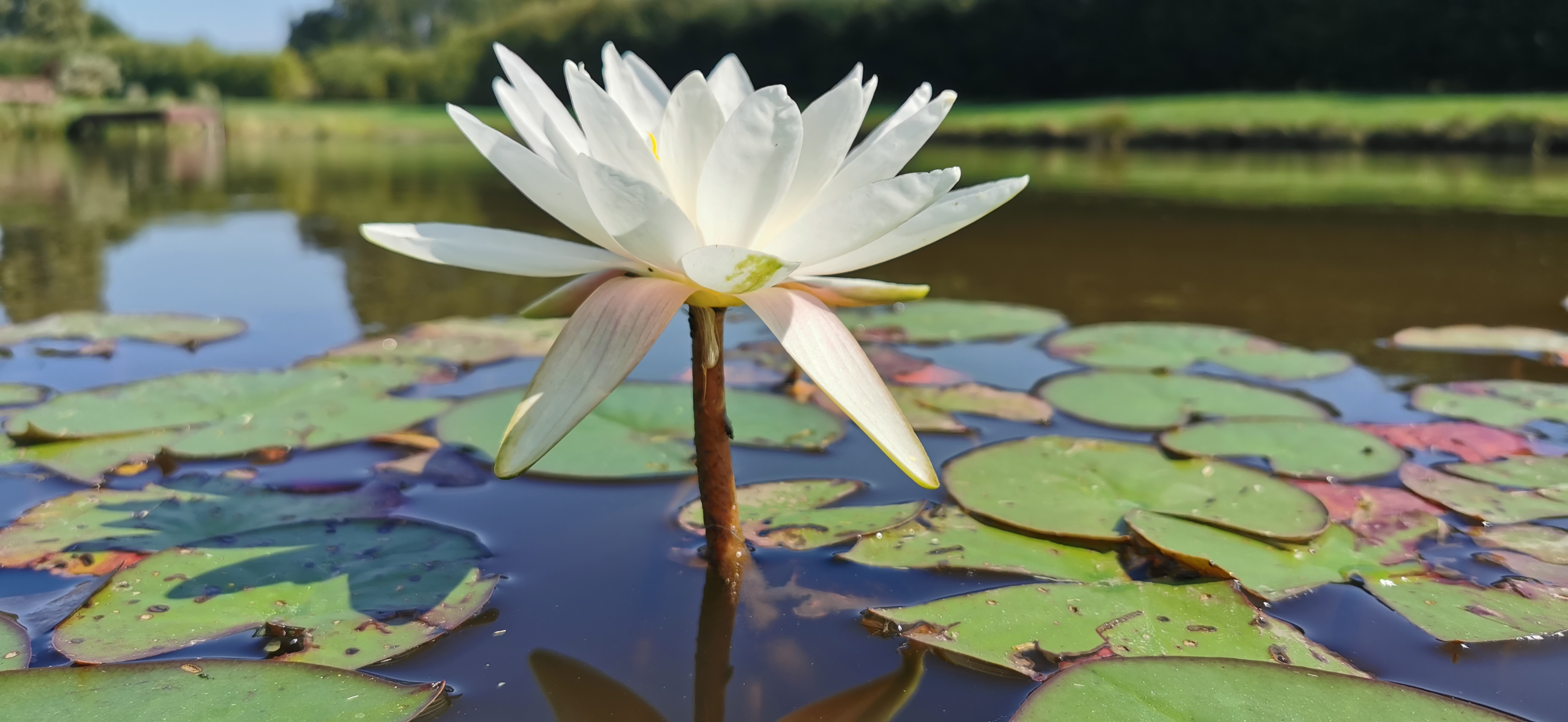 Vandens lelija "Virginalis"