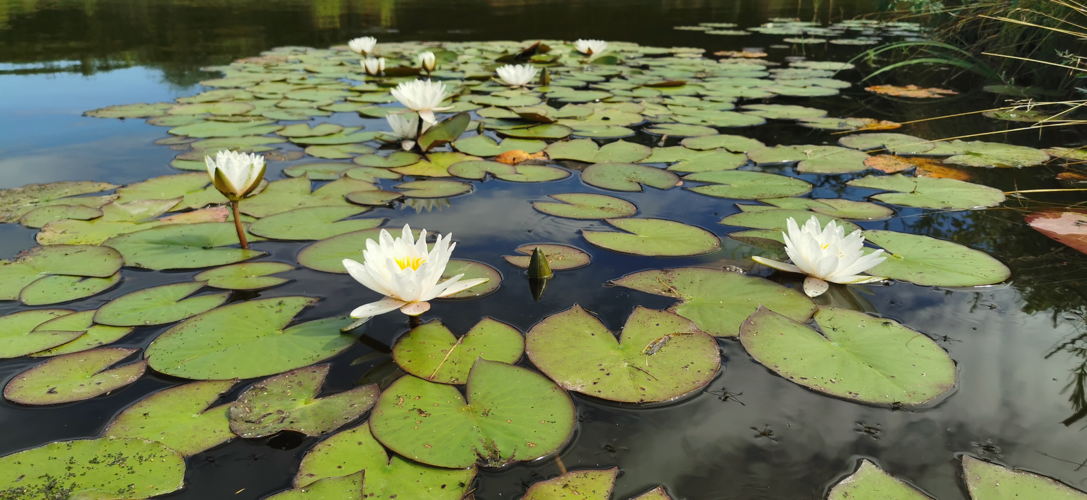 Vandens lelija "Virginalis"