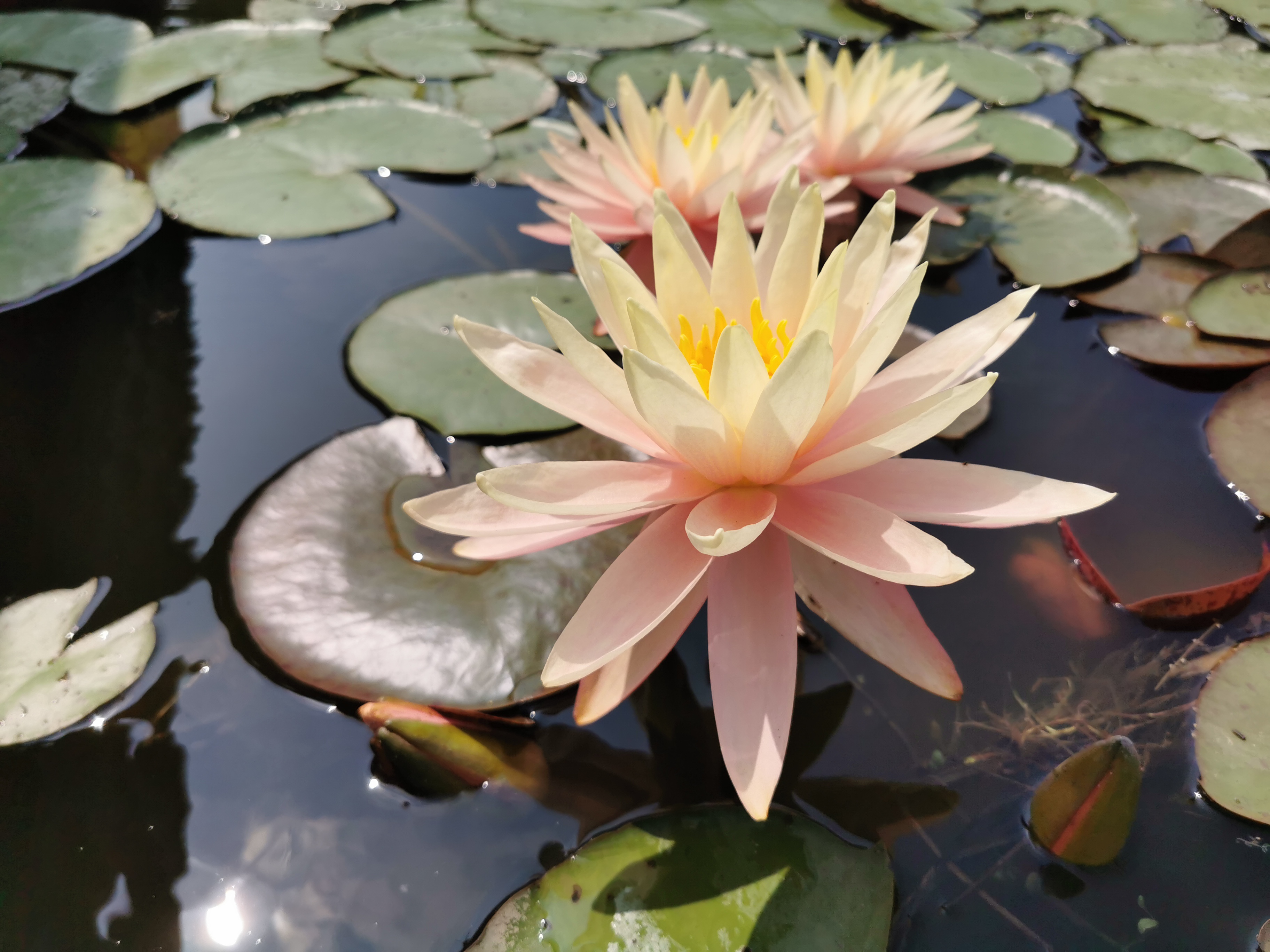 Vandens lelija "Sunny pink"