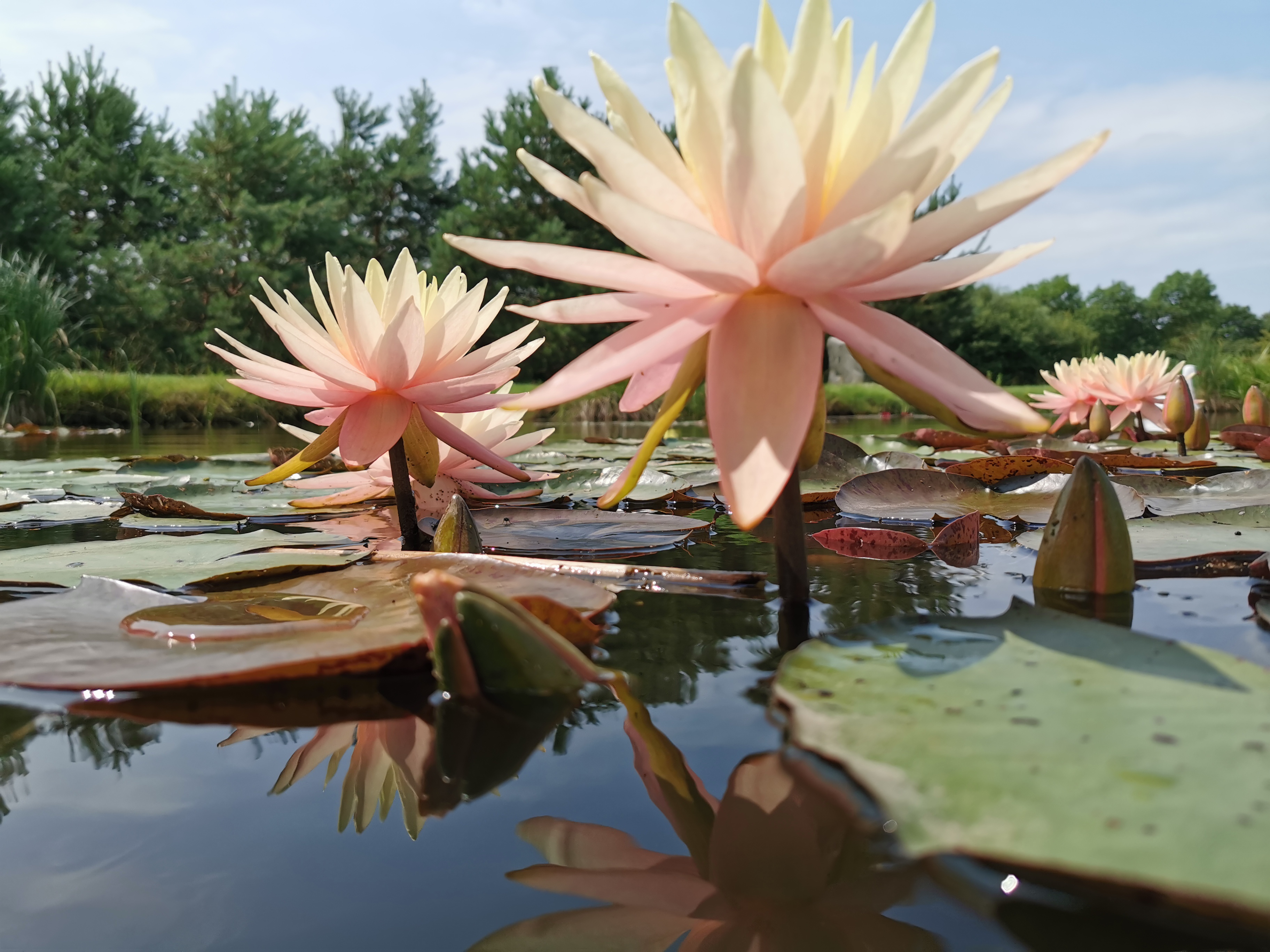 Vandens lelija "Sunny pink"