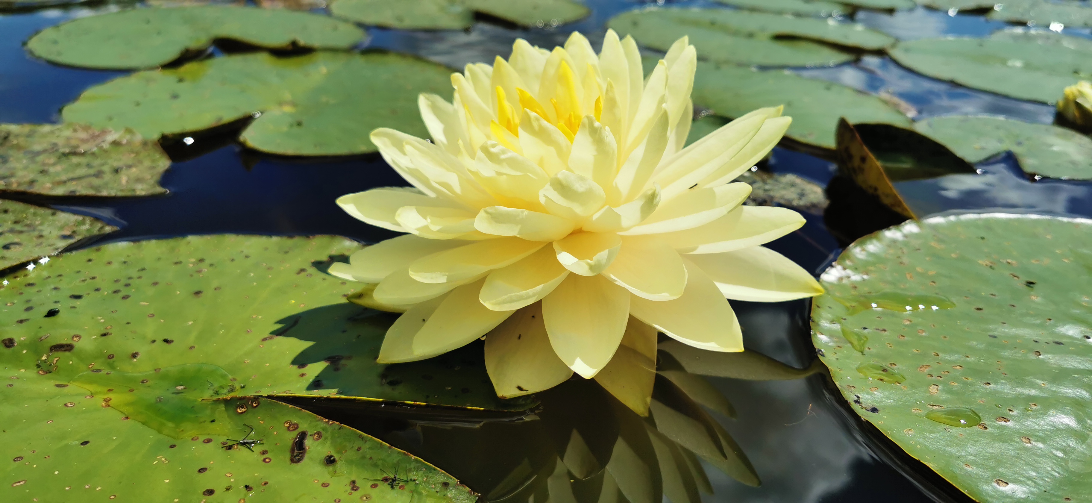 Vandens lelija "Perrys double yellow"