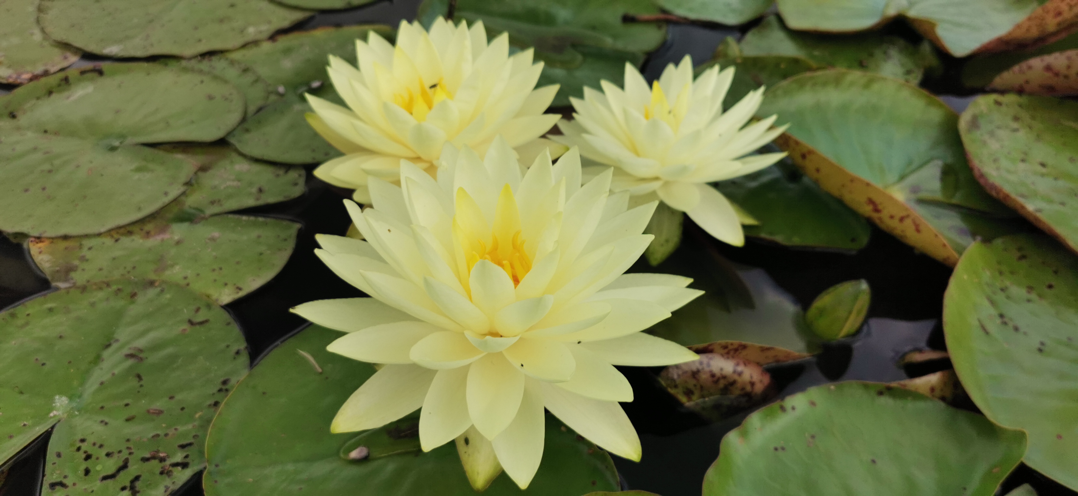 Vandens lelija "Perrys double yellow"