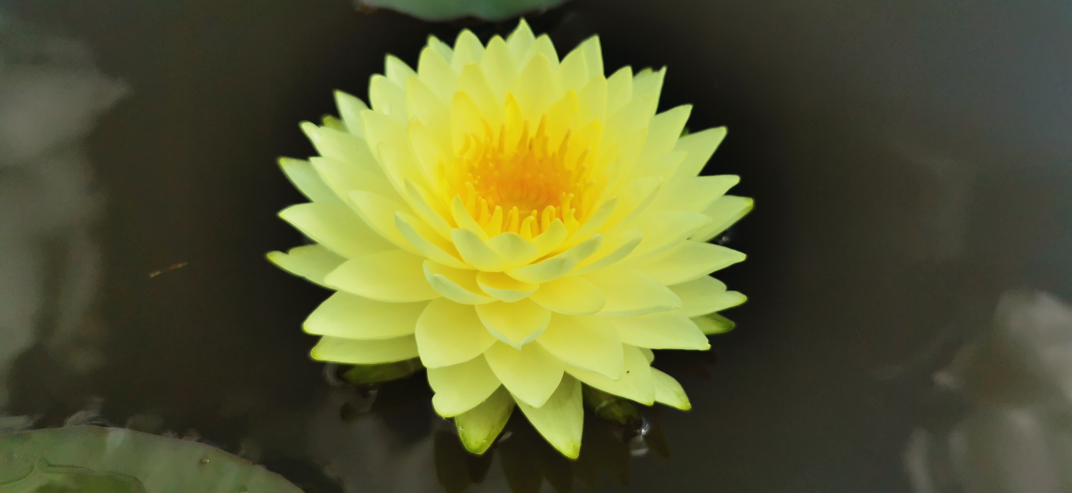 Vandens lelija "Puttaraksa"