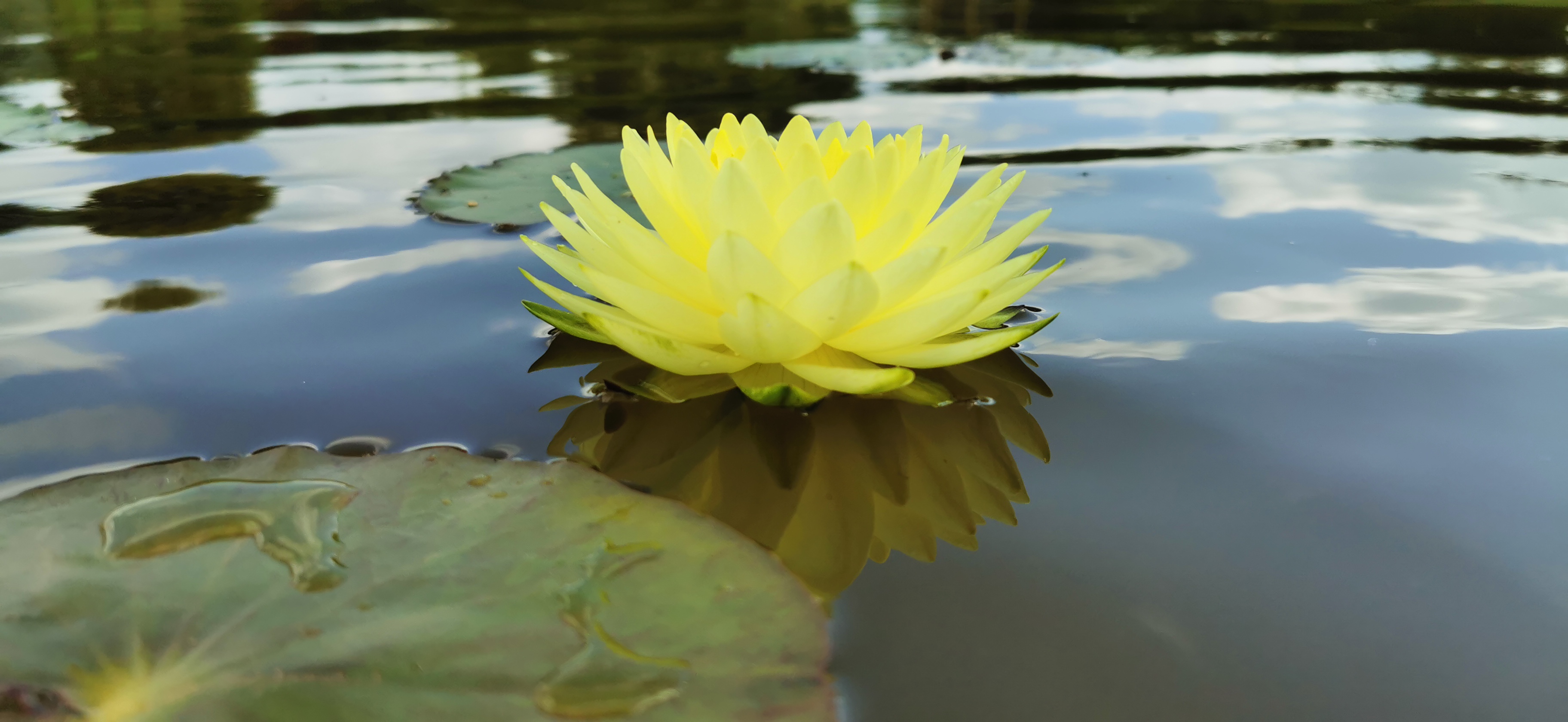 Vandens lelija "Puttaraksa"