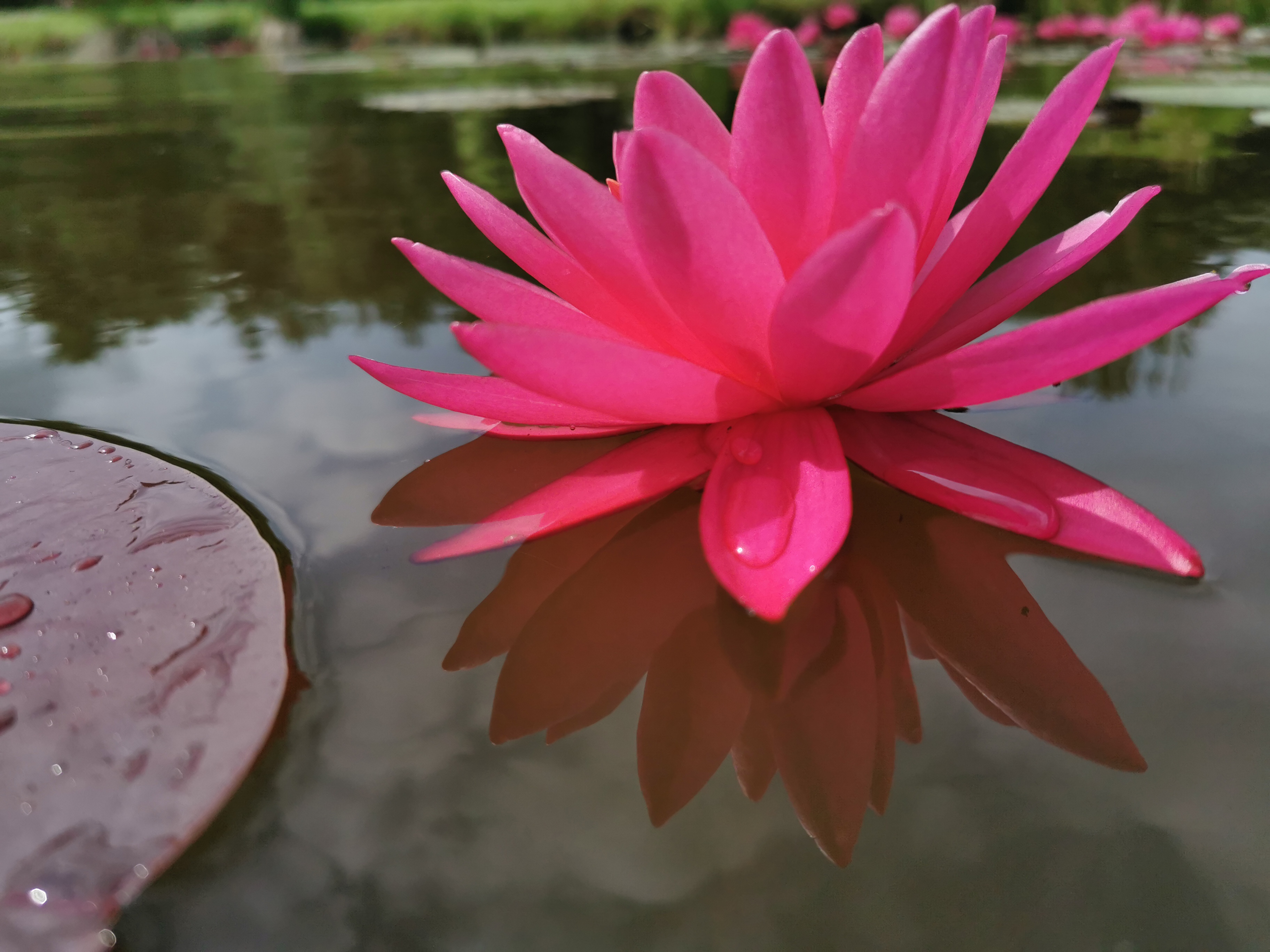 Vandens lelija "Mayla"