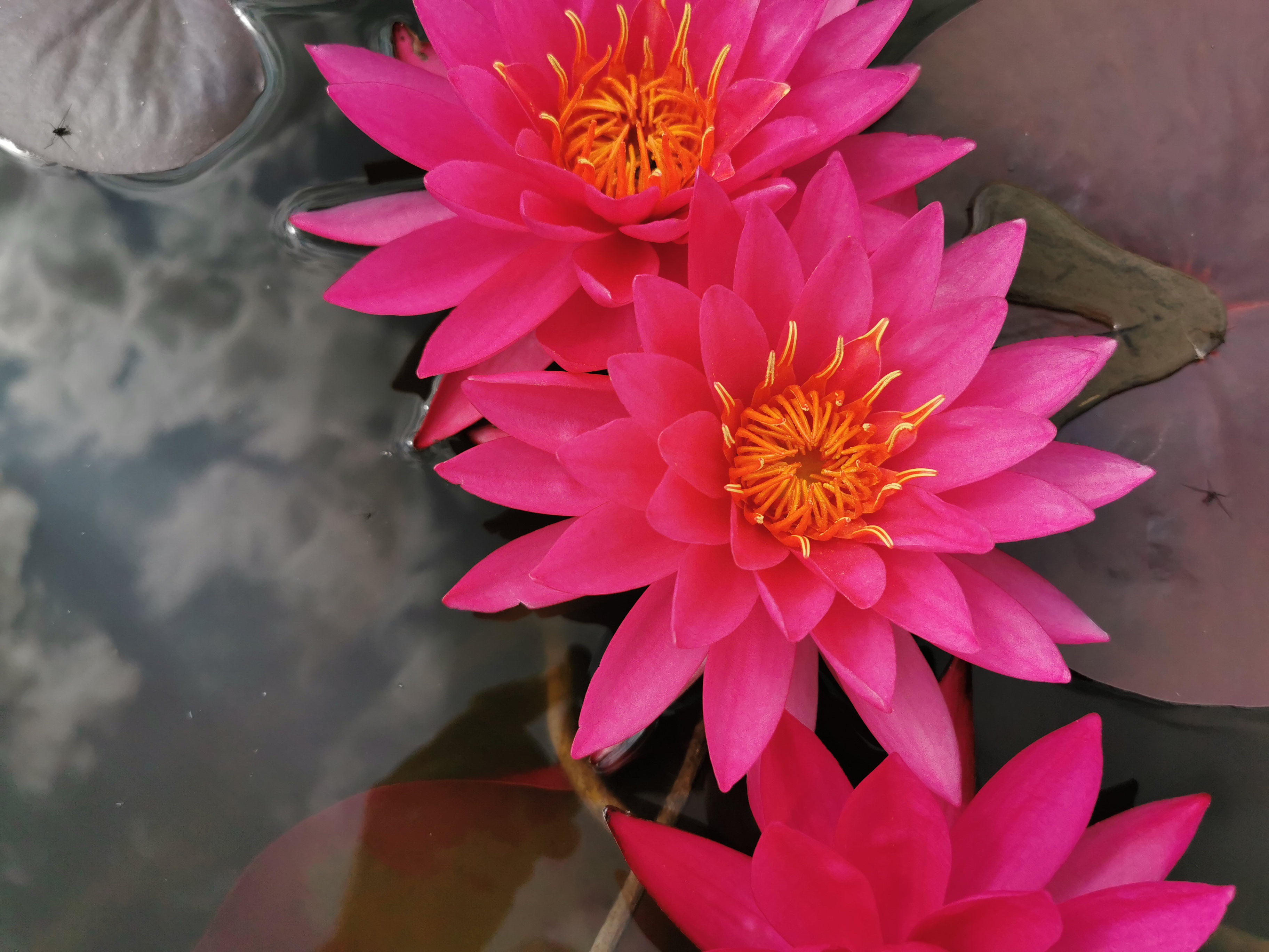 Vandens lelija "Mayla"