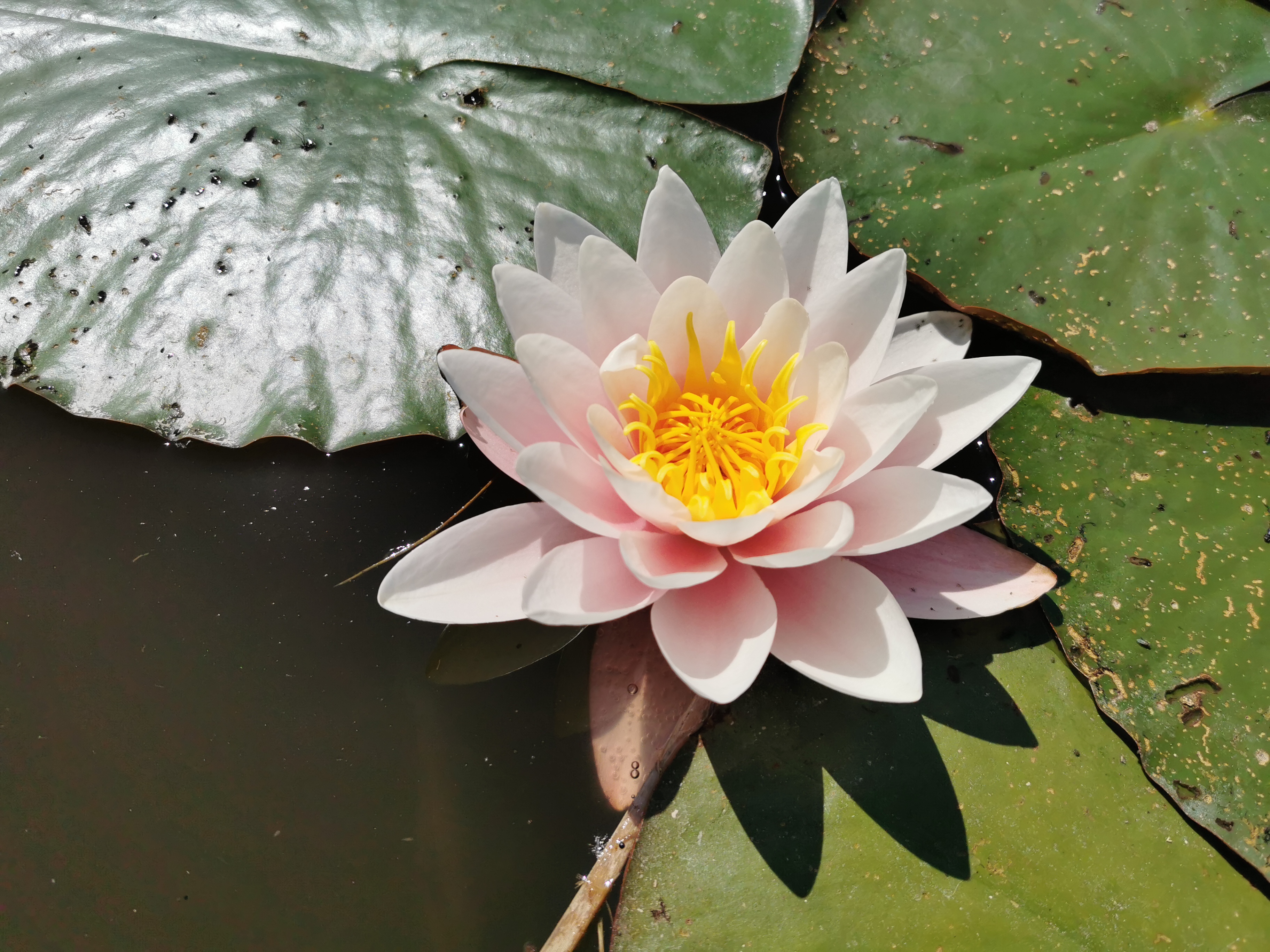 Vandens lelija "Marliacea Rosea"