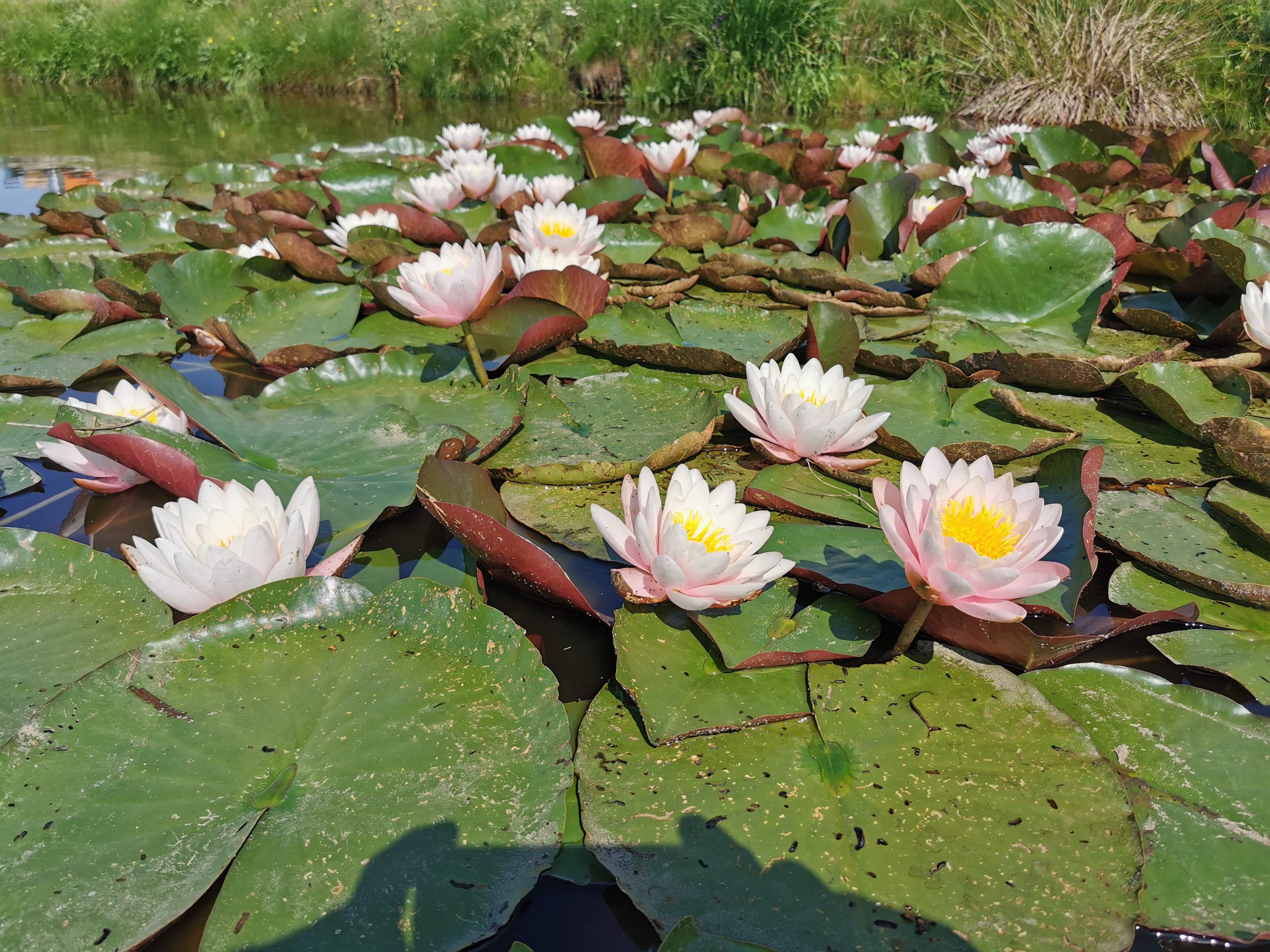Vandens lelija "Marliacea Rosea"