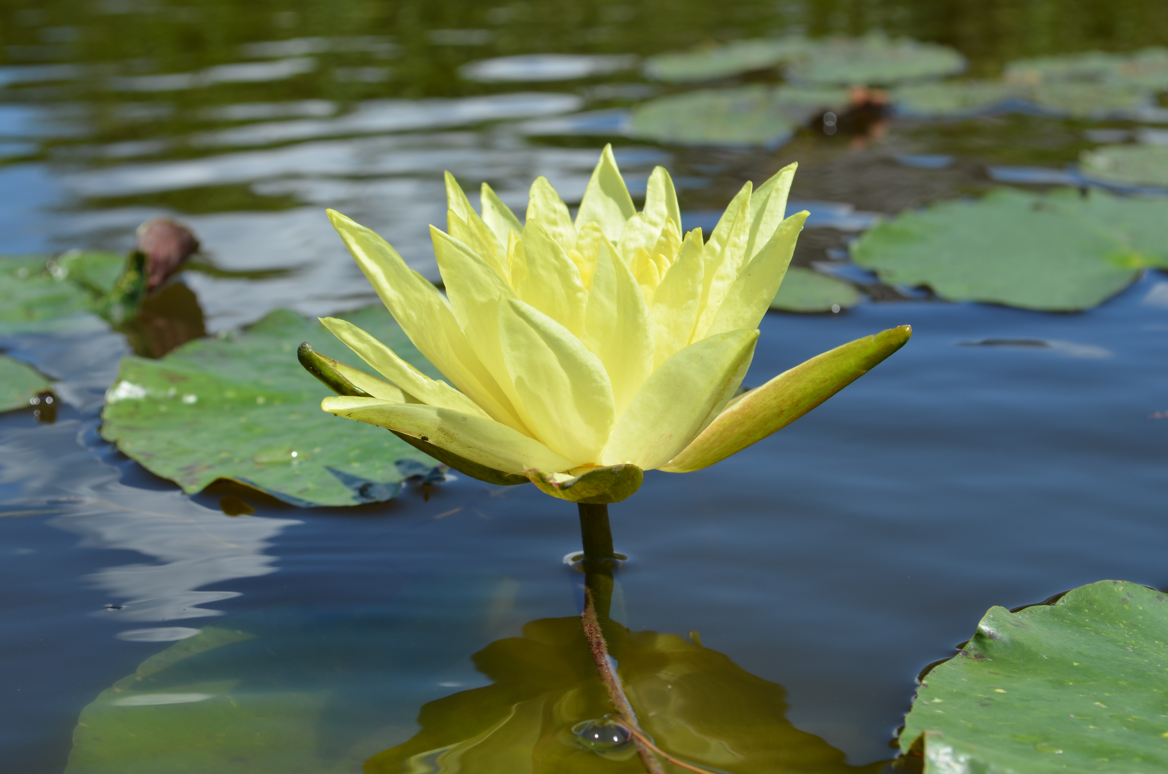 Vandens lelija "Joey Tomacik"