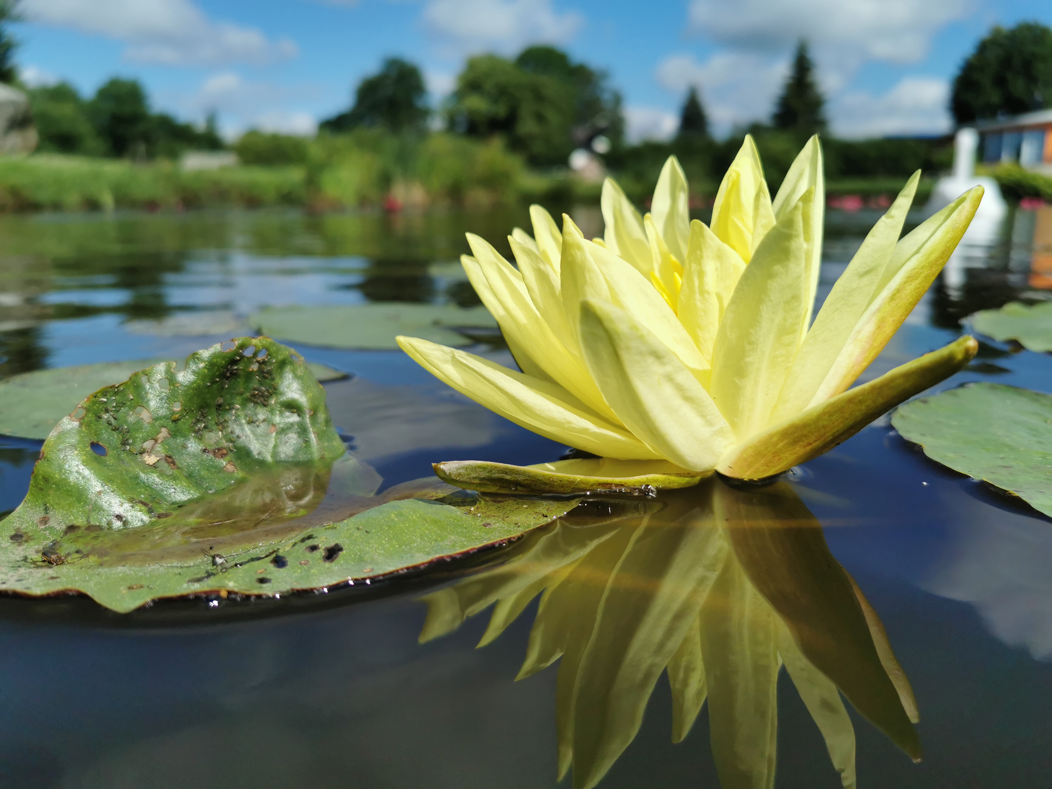 Vandens lelija "Joey Tomacik"