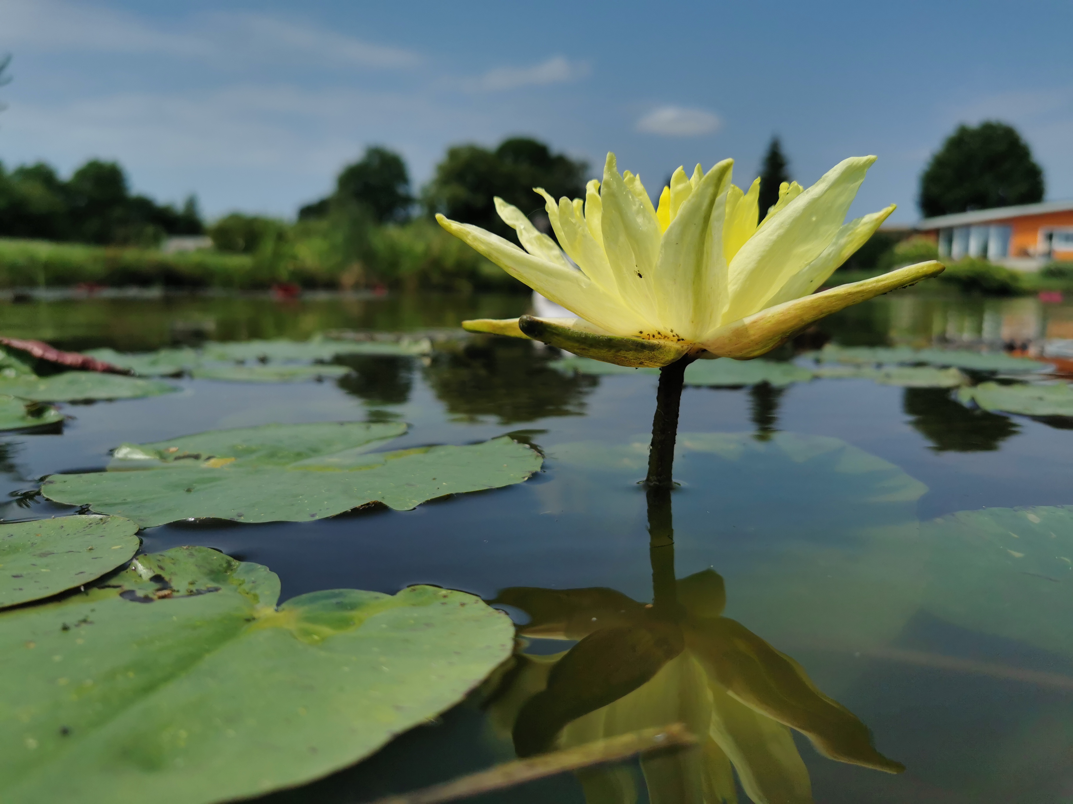 Vandens lelija "Joey Tomacik"