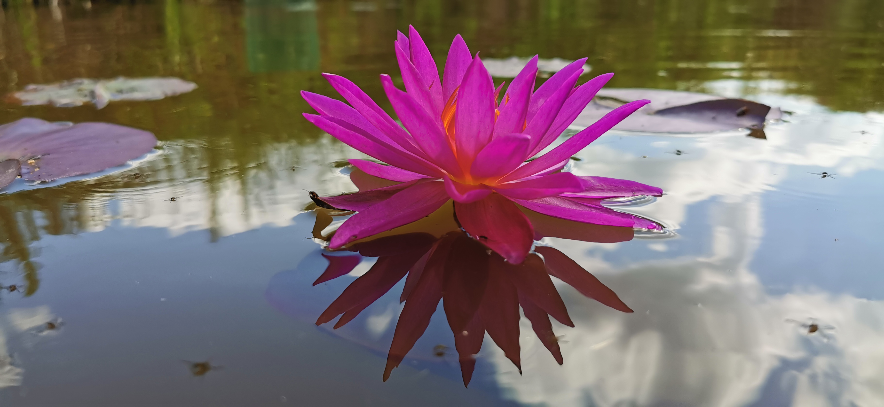 Vandens lelija "Detective Erika"