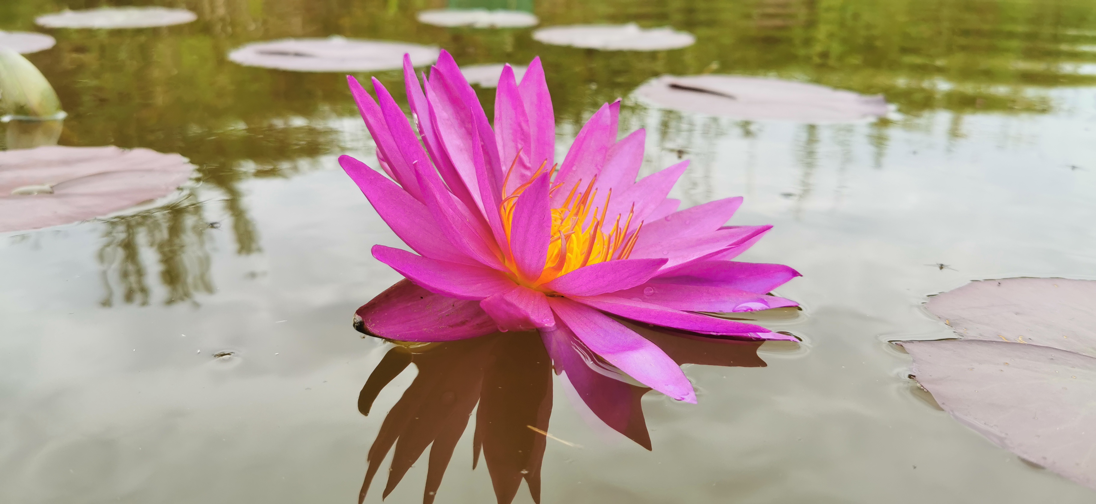 Vandens lelija "Detective Erika"