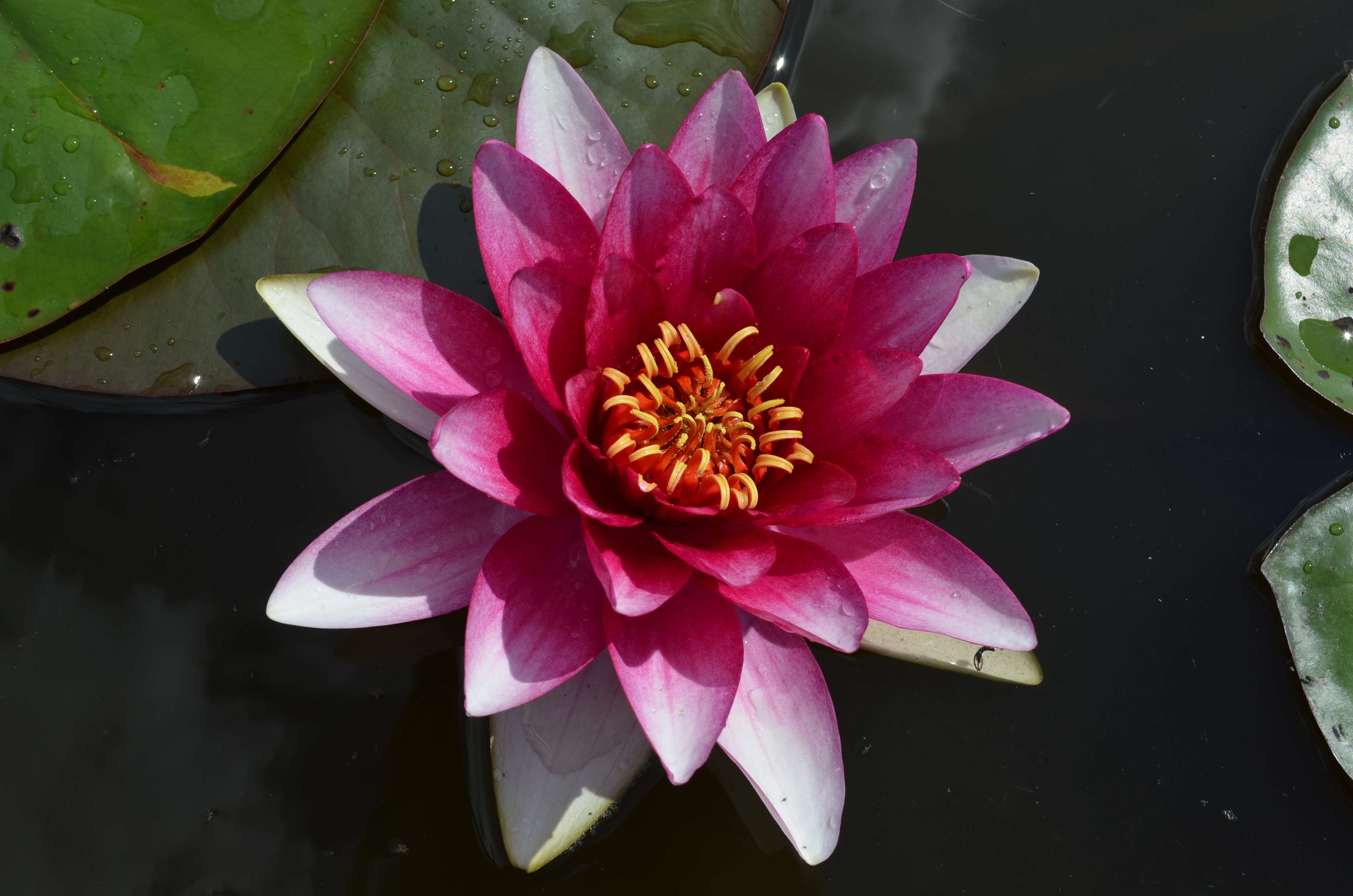 Vandens lelija "Attraction"