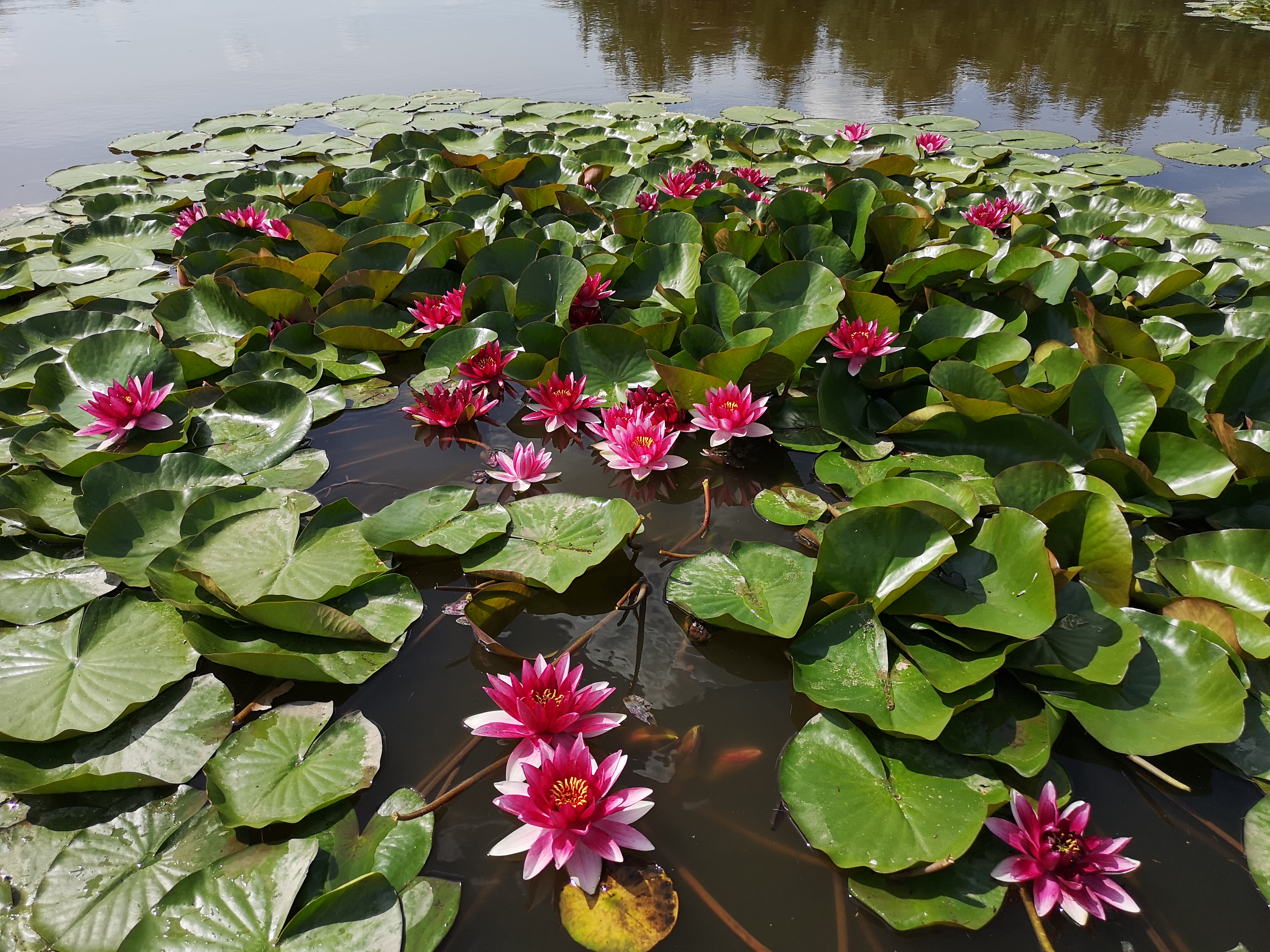 Vandens lelija "Attraction"