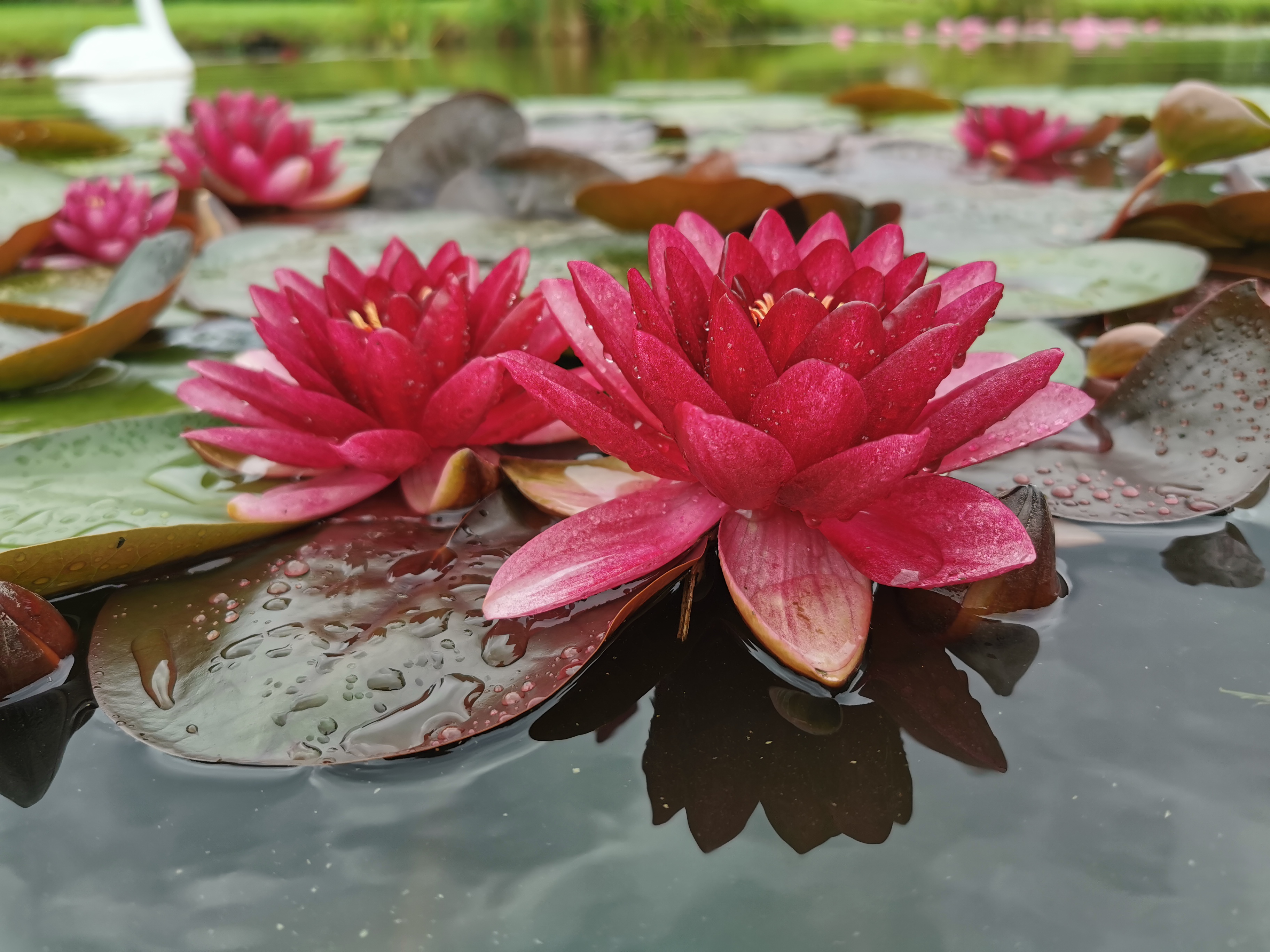 Vandens lelija "Almost Black"