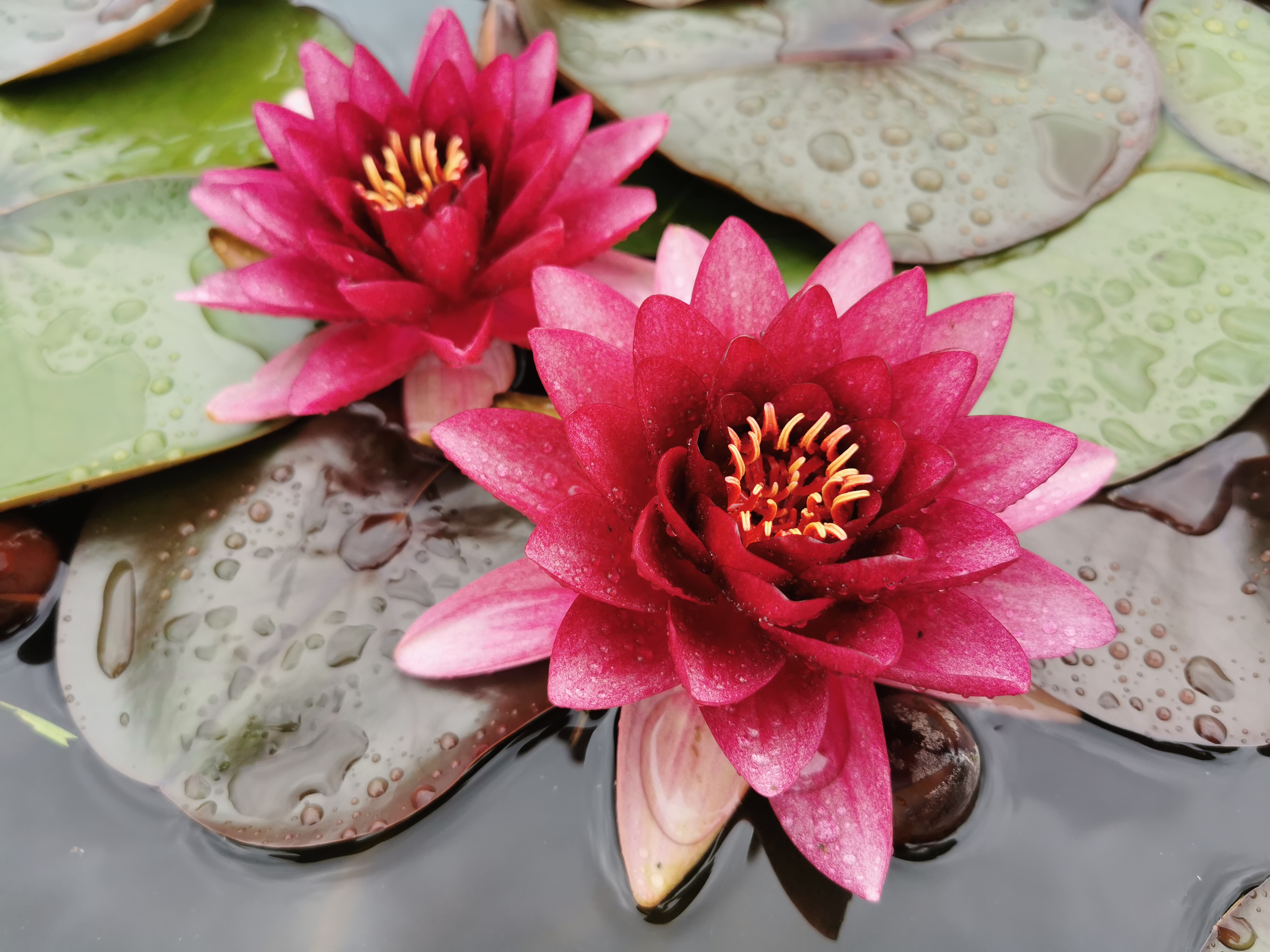 Vandens lelija "Almost Black"