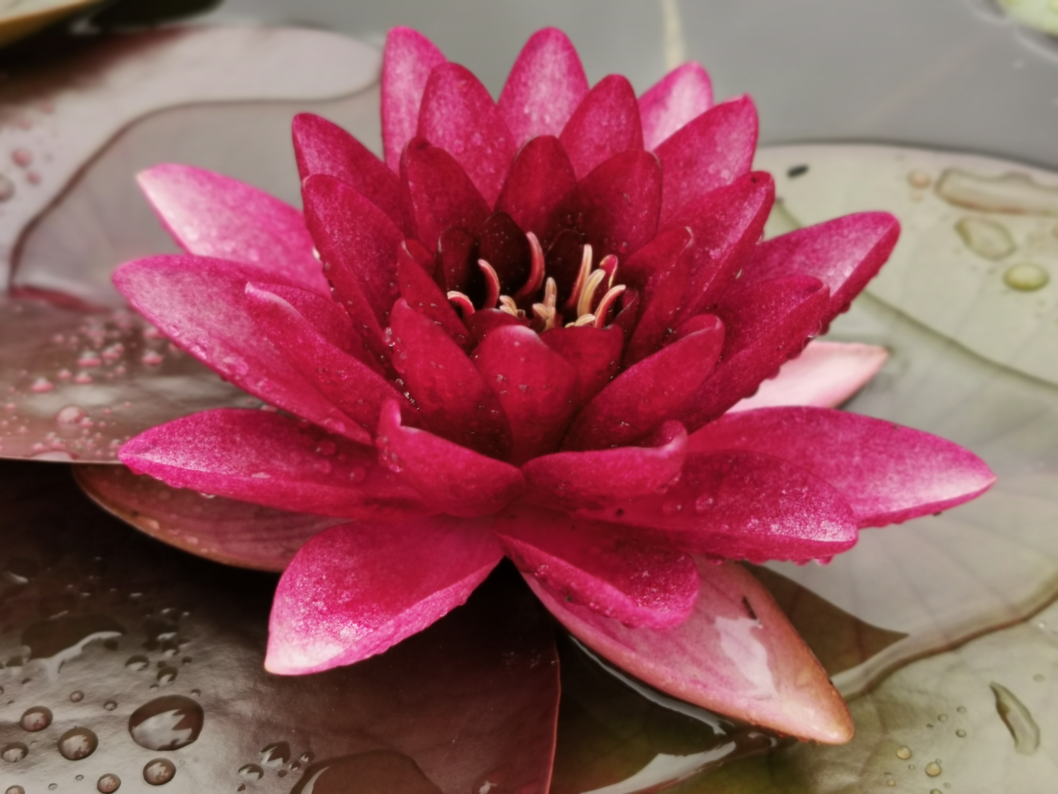 Vandens lelija "Almost Black"