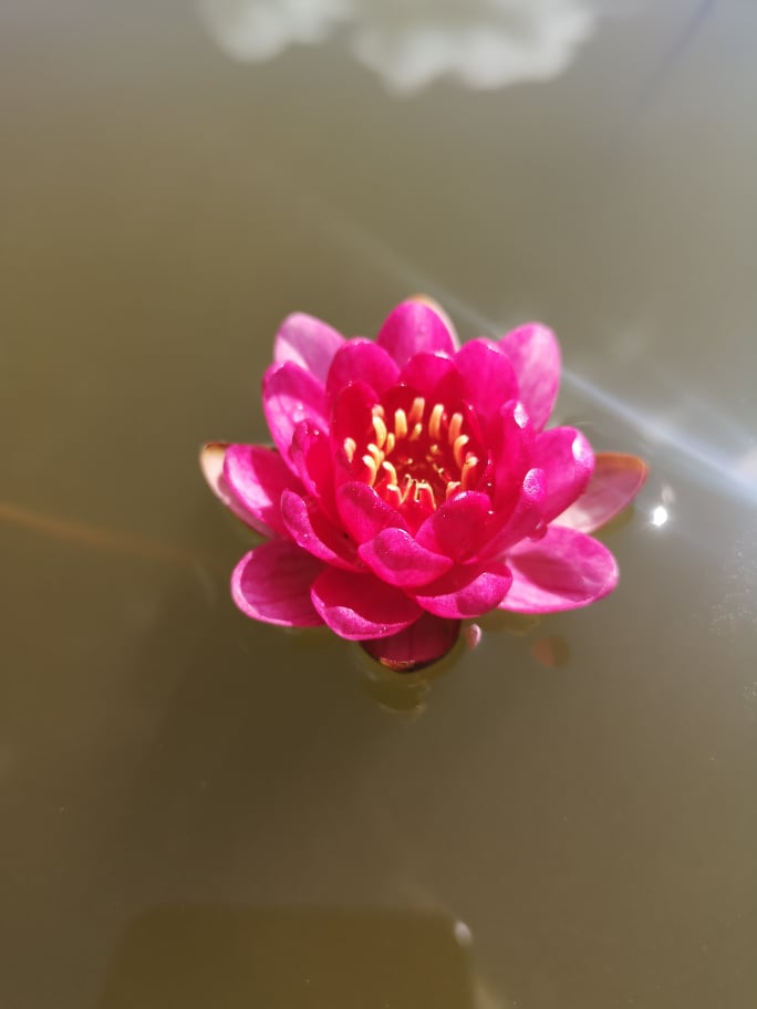 Vandens mini lelija "Perrys Baby Red'