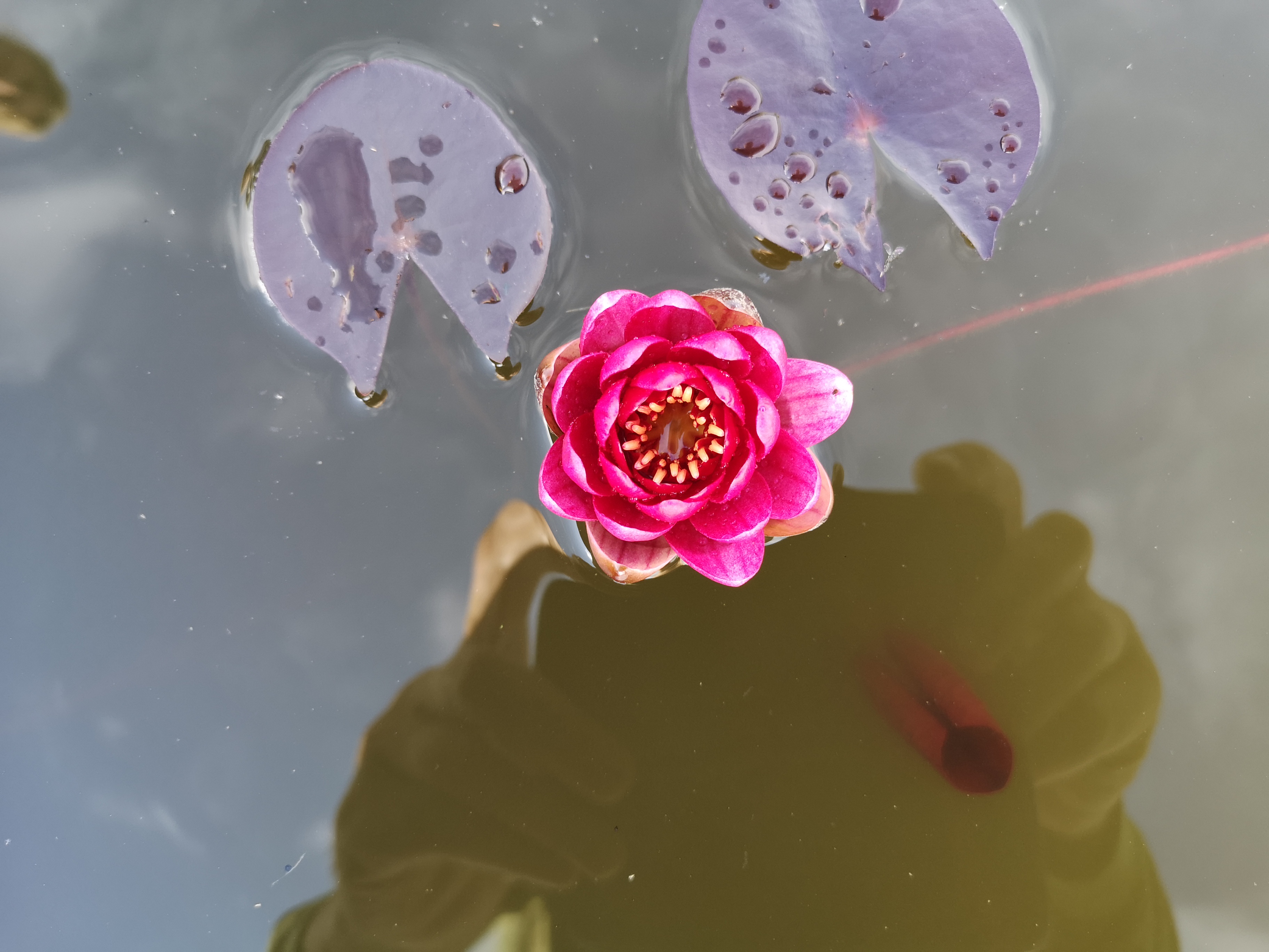 Vandens mini lelija "Perrys Baby Red'