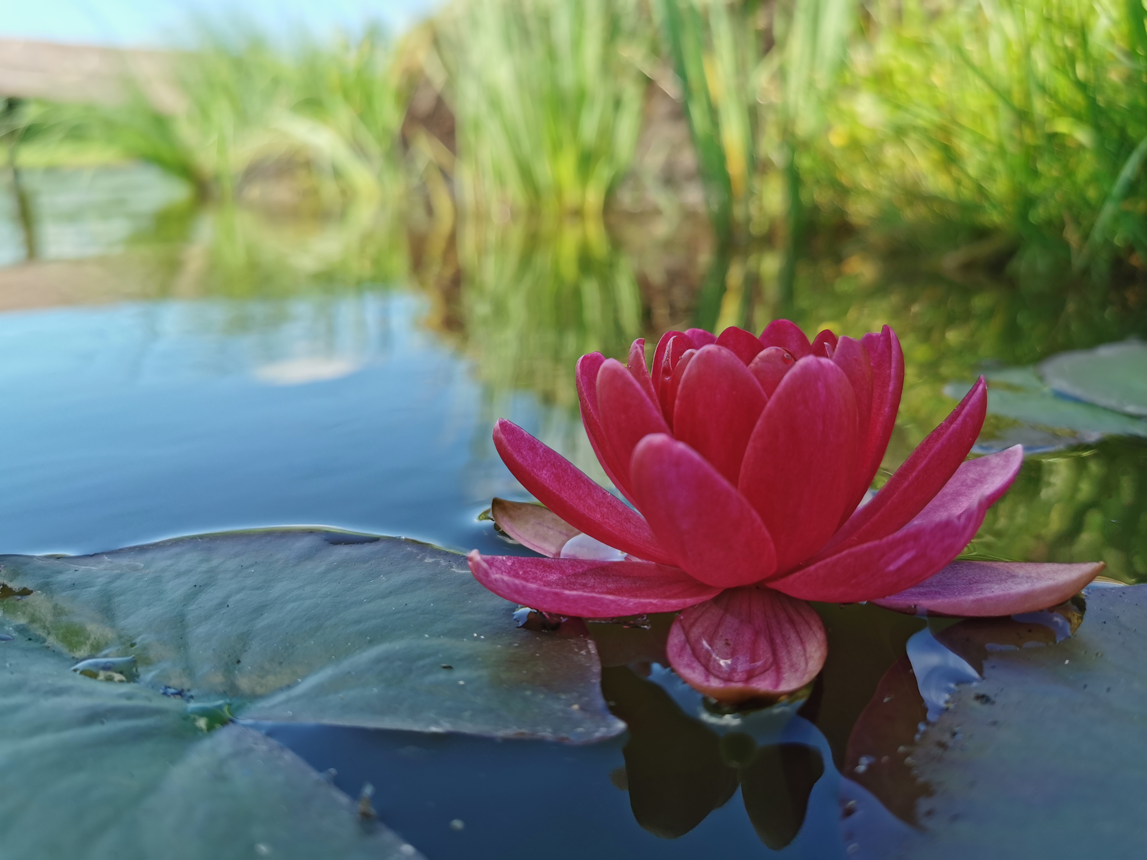 Vandens mini lelija "Perrys Baby Red'