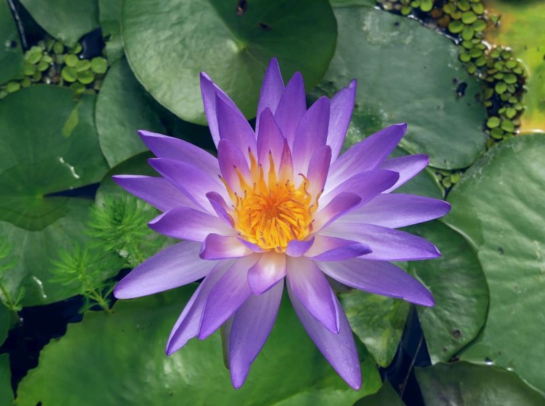 Vandens lelija "Purple Lucent"