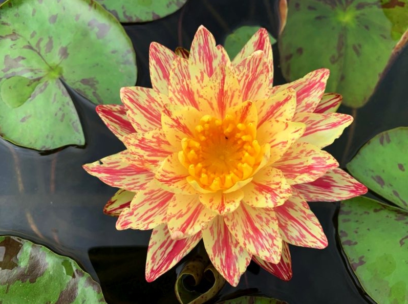 Vandens lelija "Siam Fantasy"