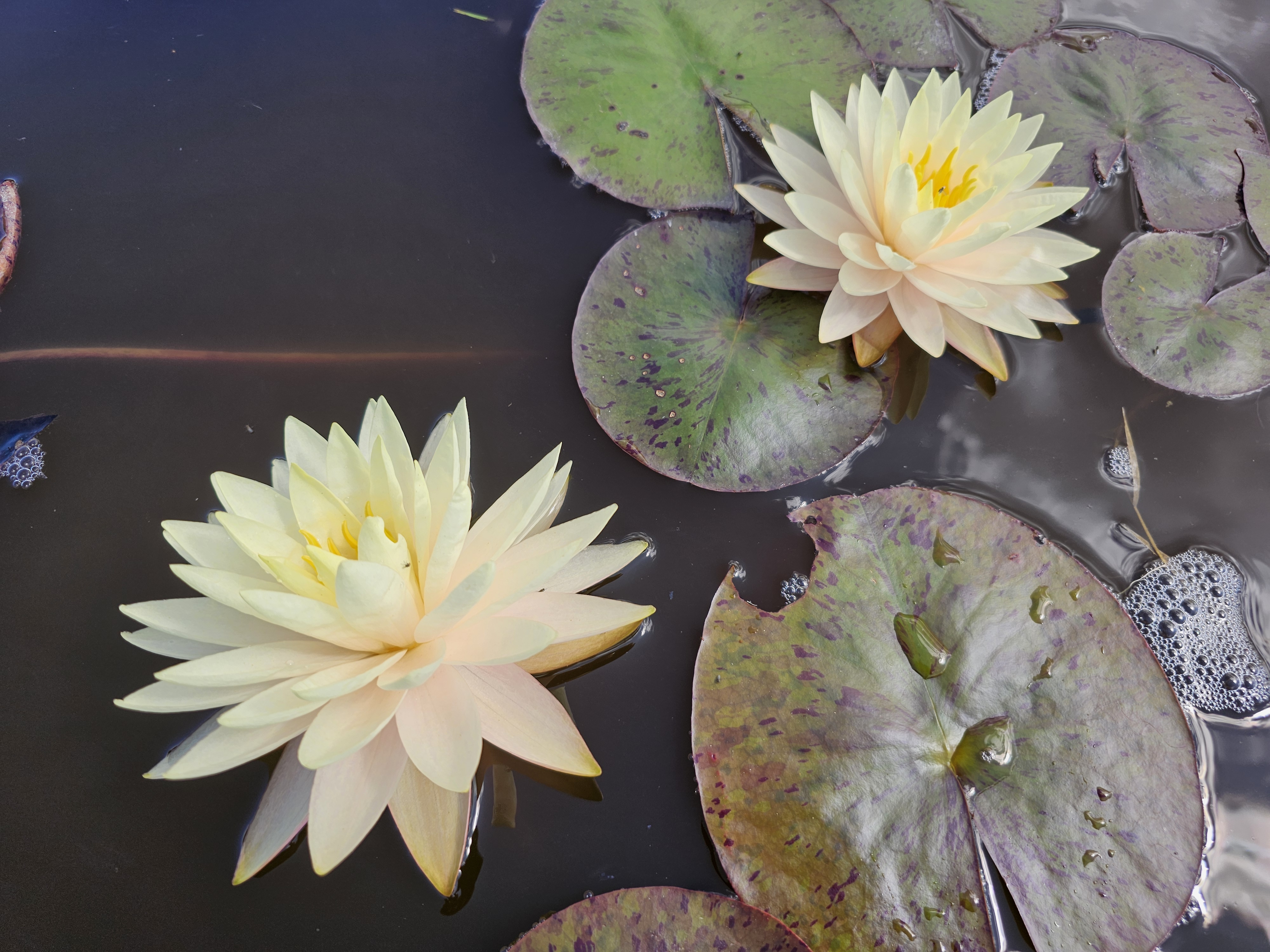 Vandens lelija "Blushing Bride"